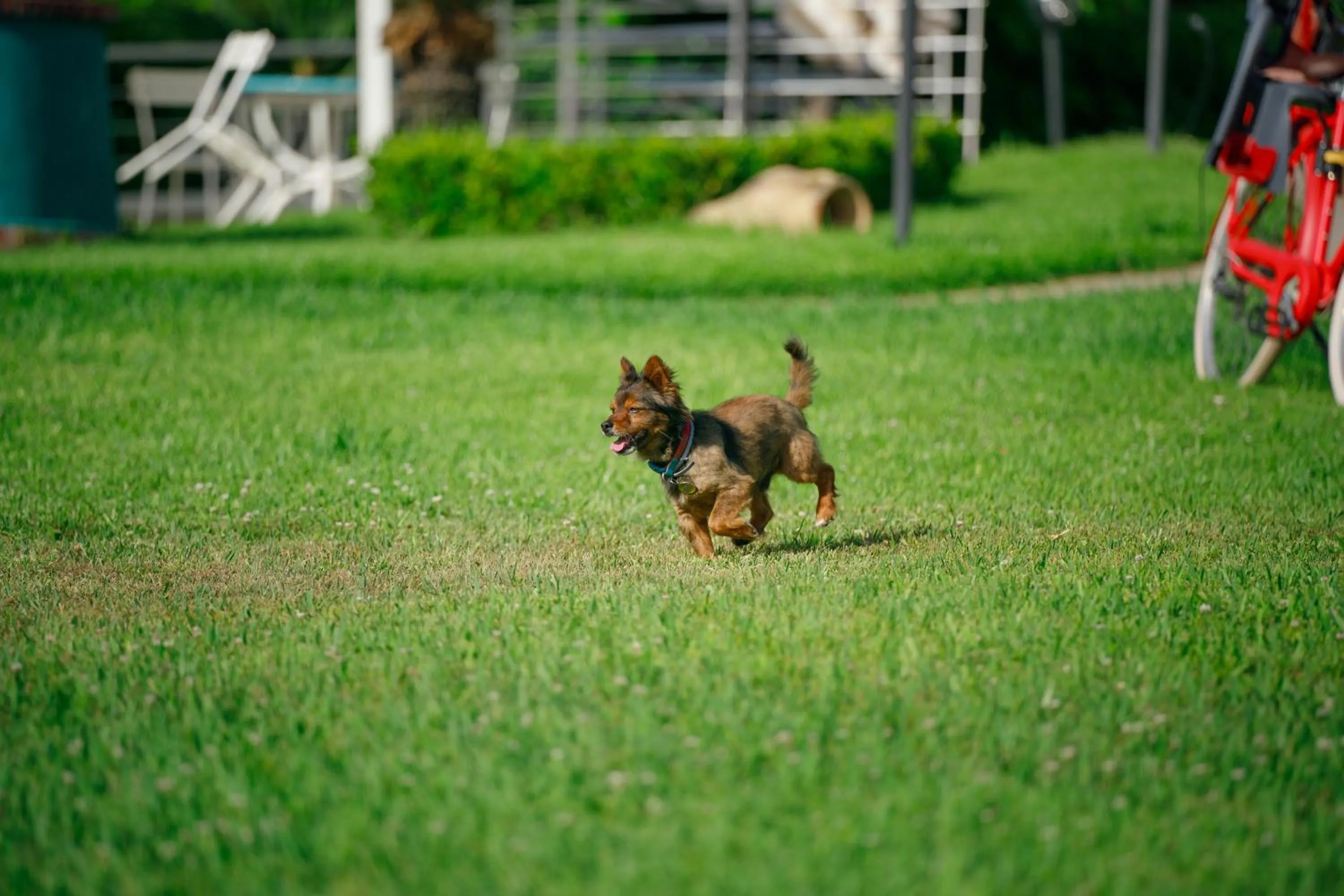 pet friendly in Villa Maredona