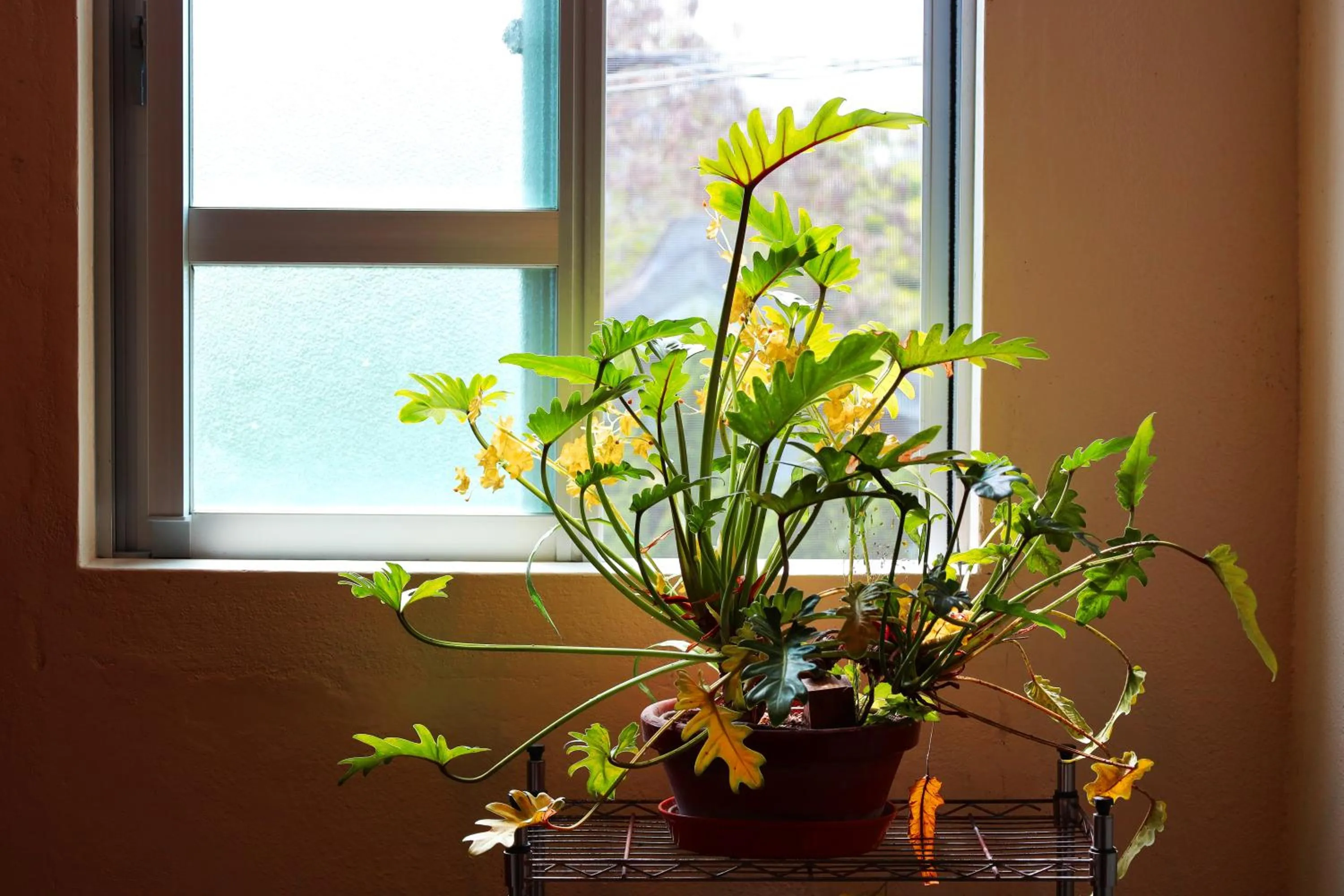 Area and facilities in 民宿さざんか