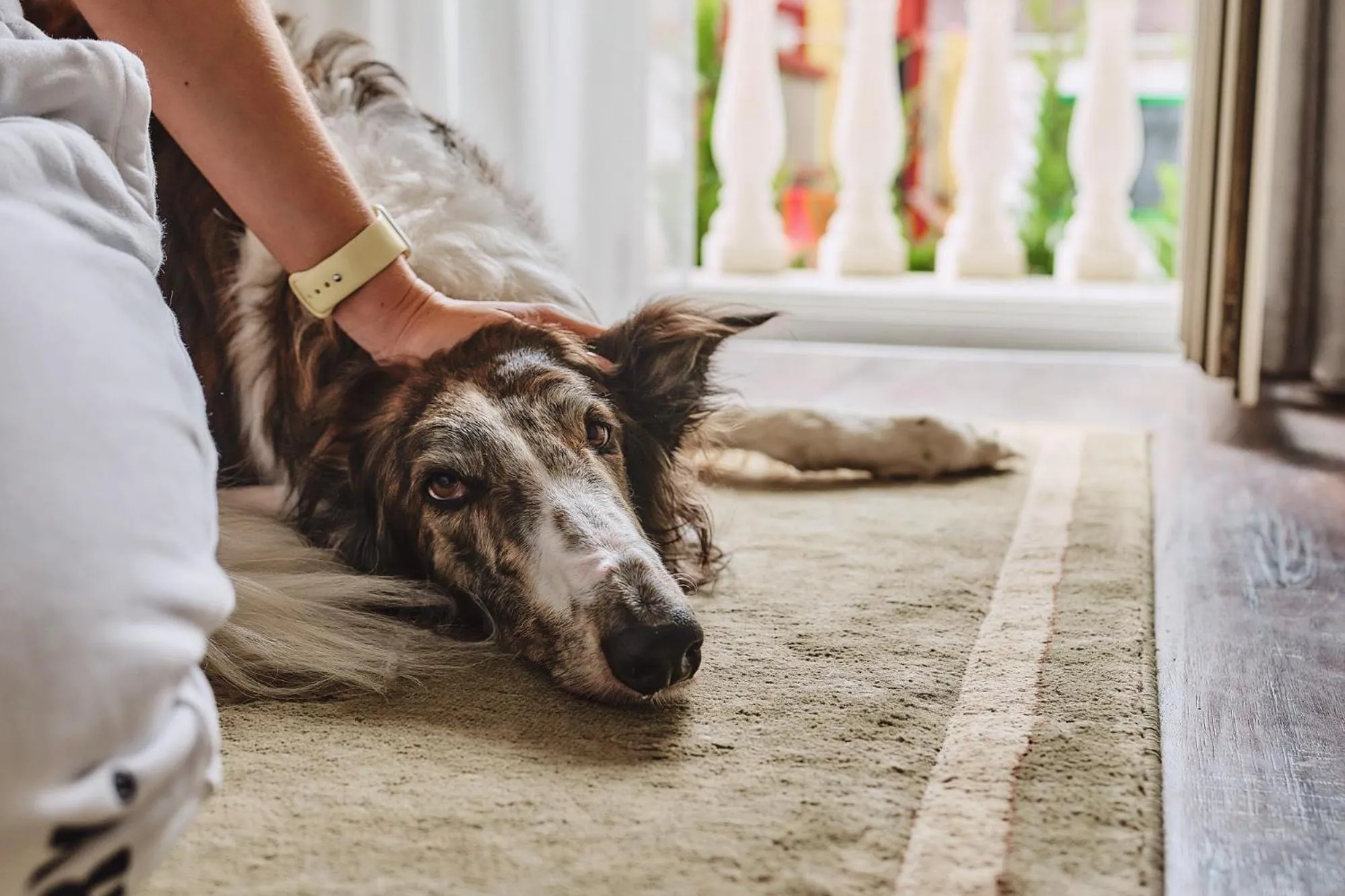 Pets in Tokajer Wellness Panzió