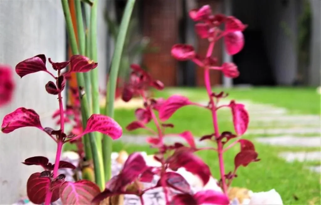 Solares Arraial Loft