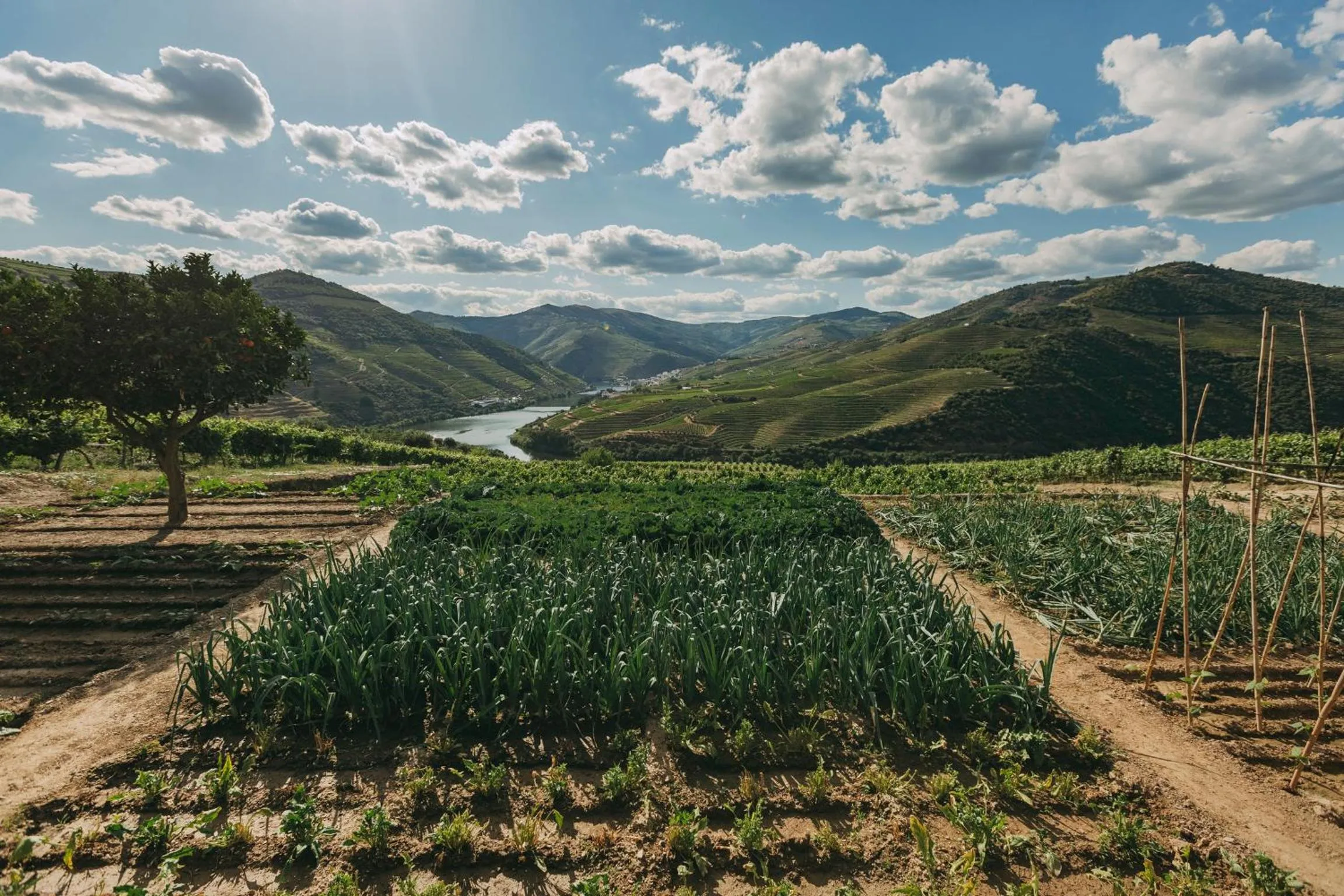River view in Ventozelo Hotel & Quinta