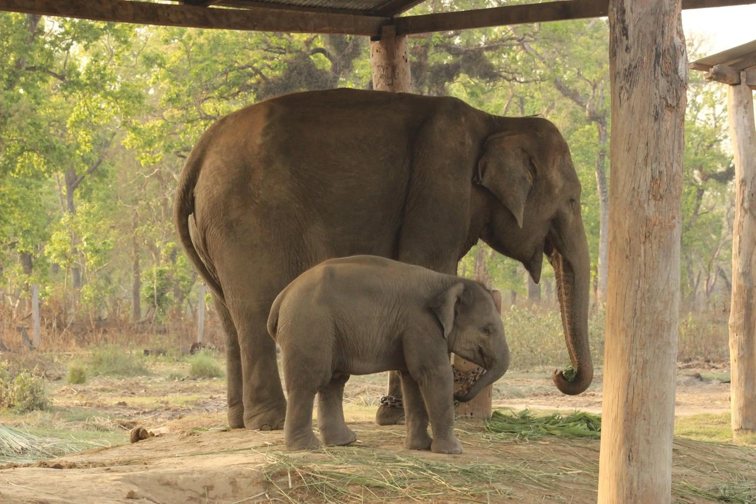 Activities in Eden jungle resort