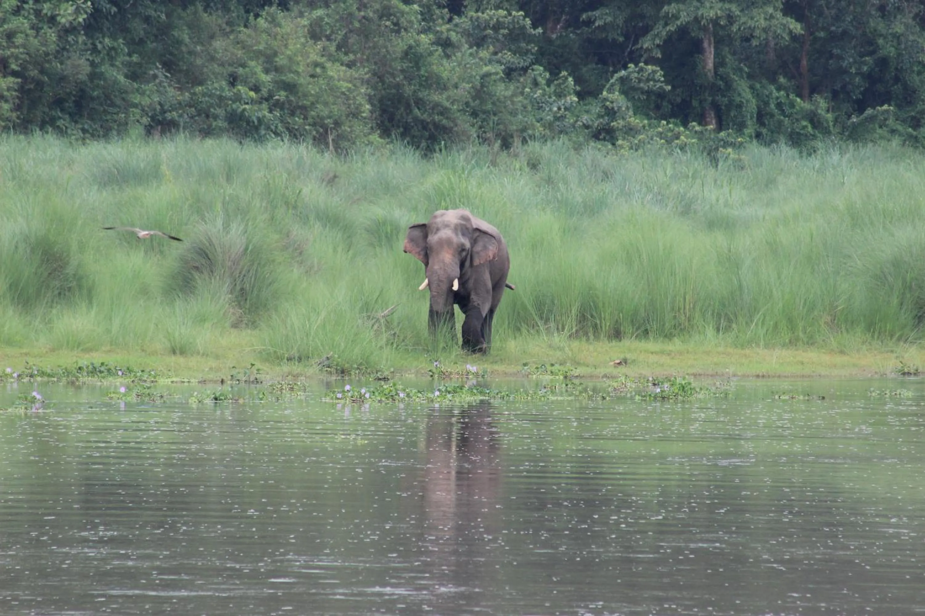 Animals in Eden jungle resort