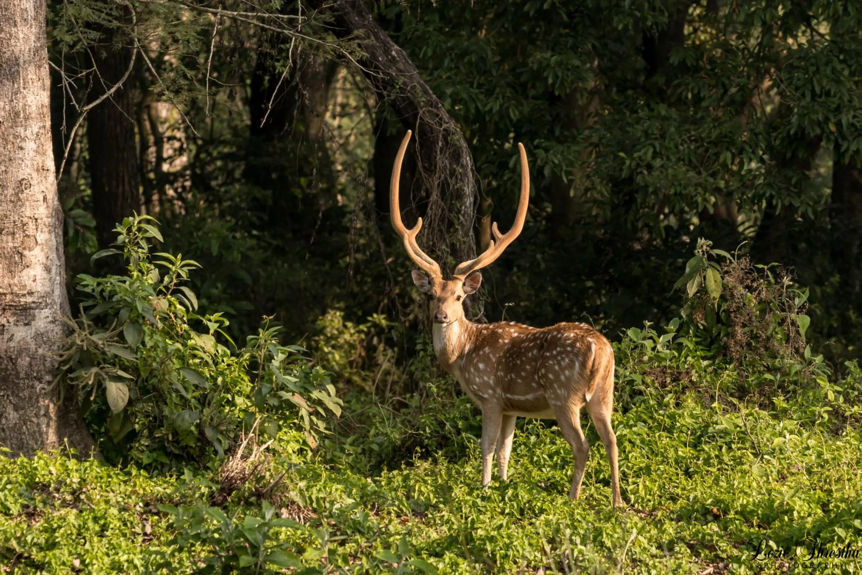 Animals in Eden jungle resort