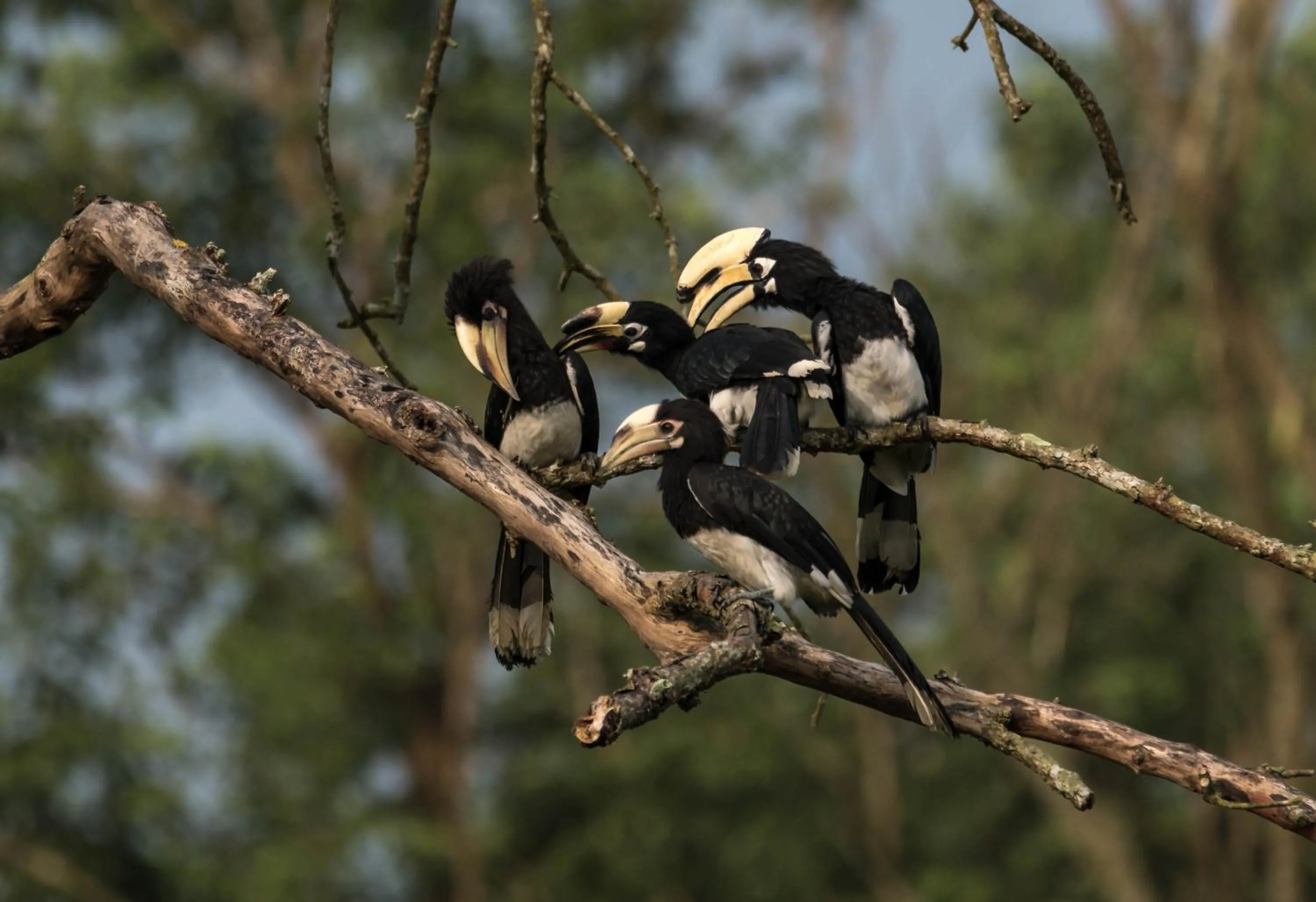 Animals in Eden jungle resort