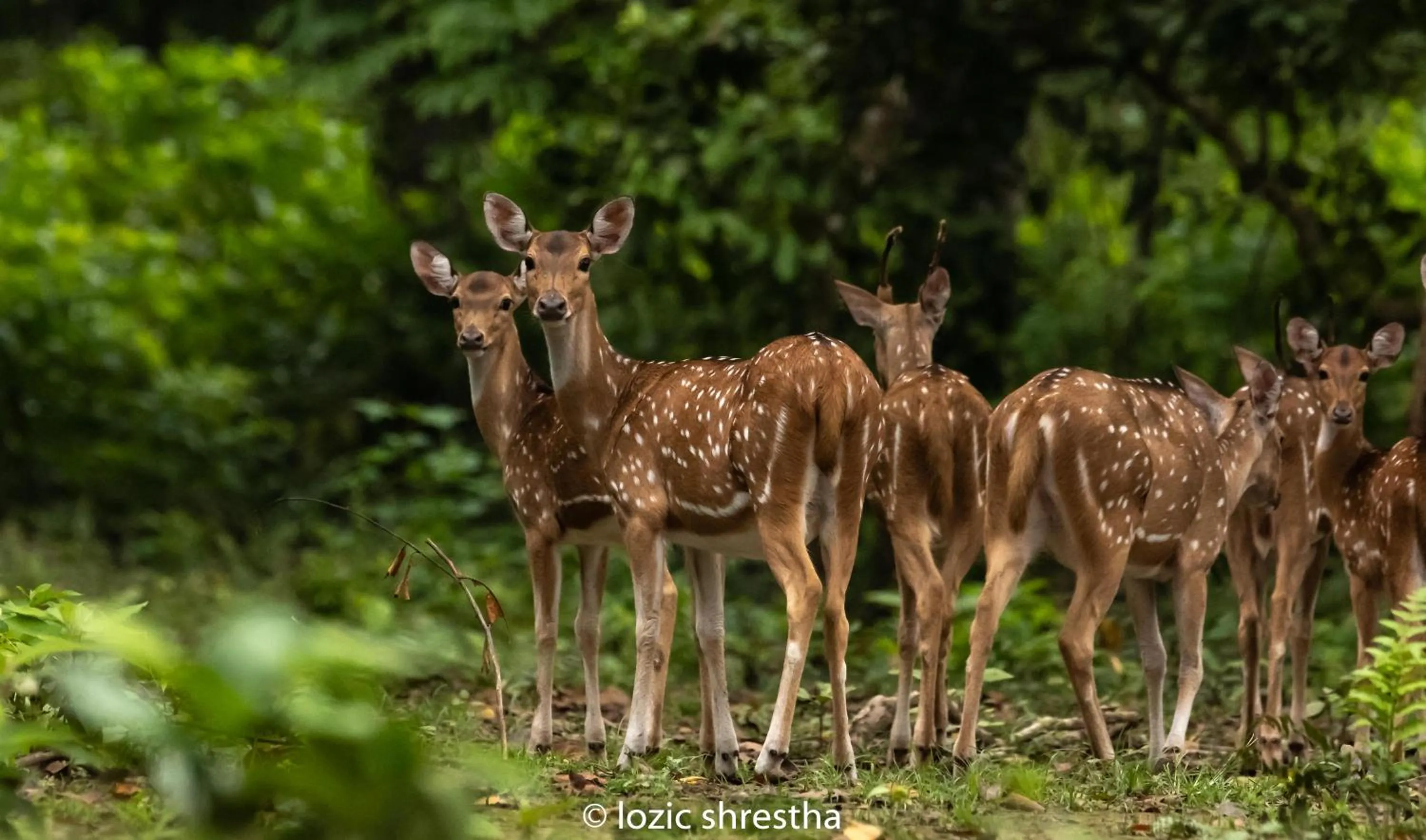 Animals in Eden jungle resort