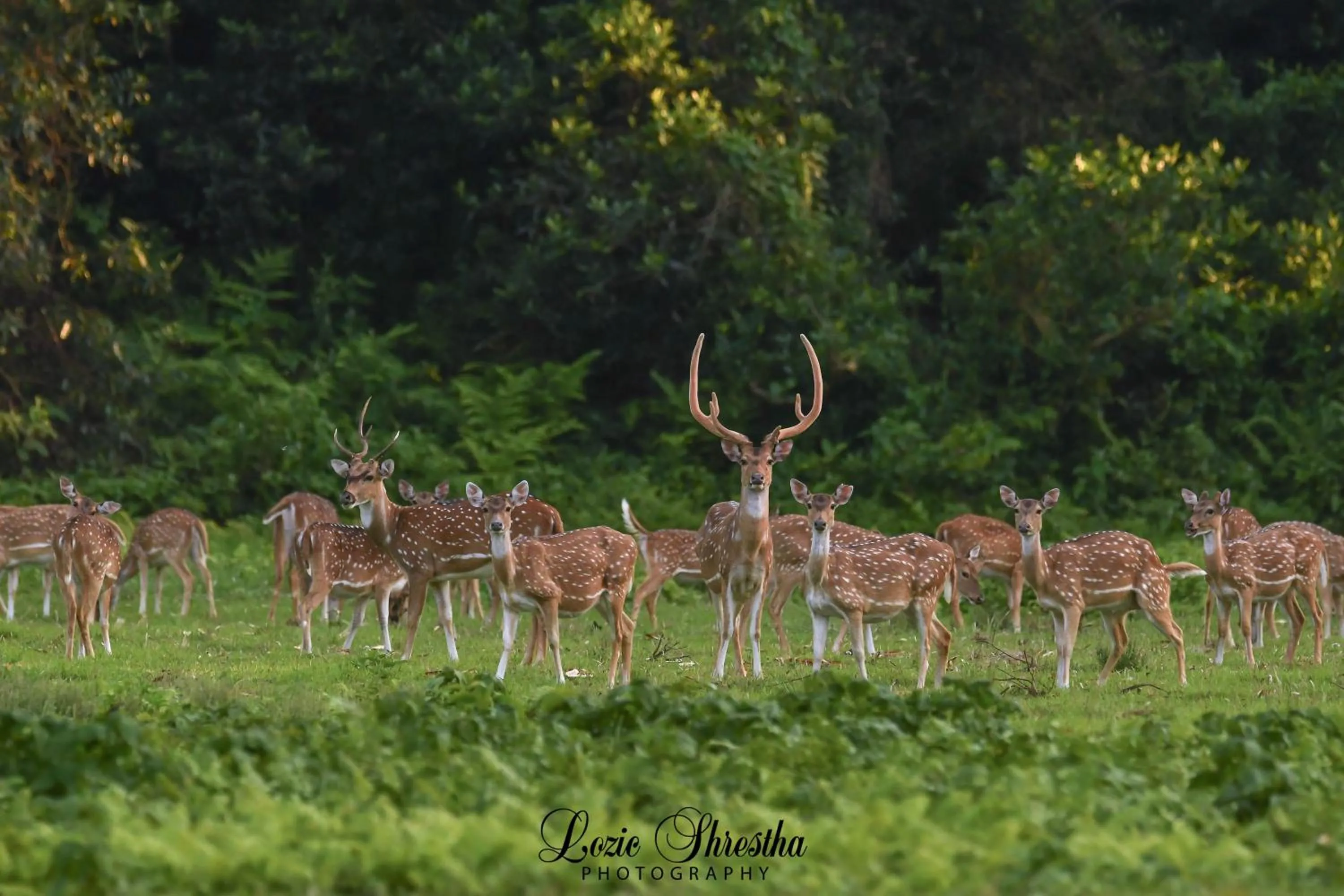 Activities in Eden jungle resort