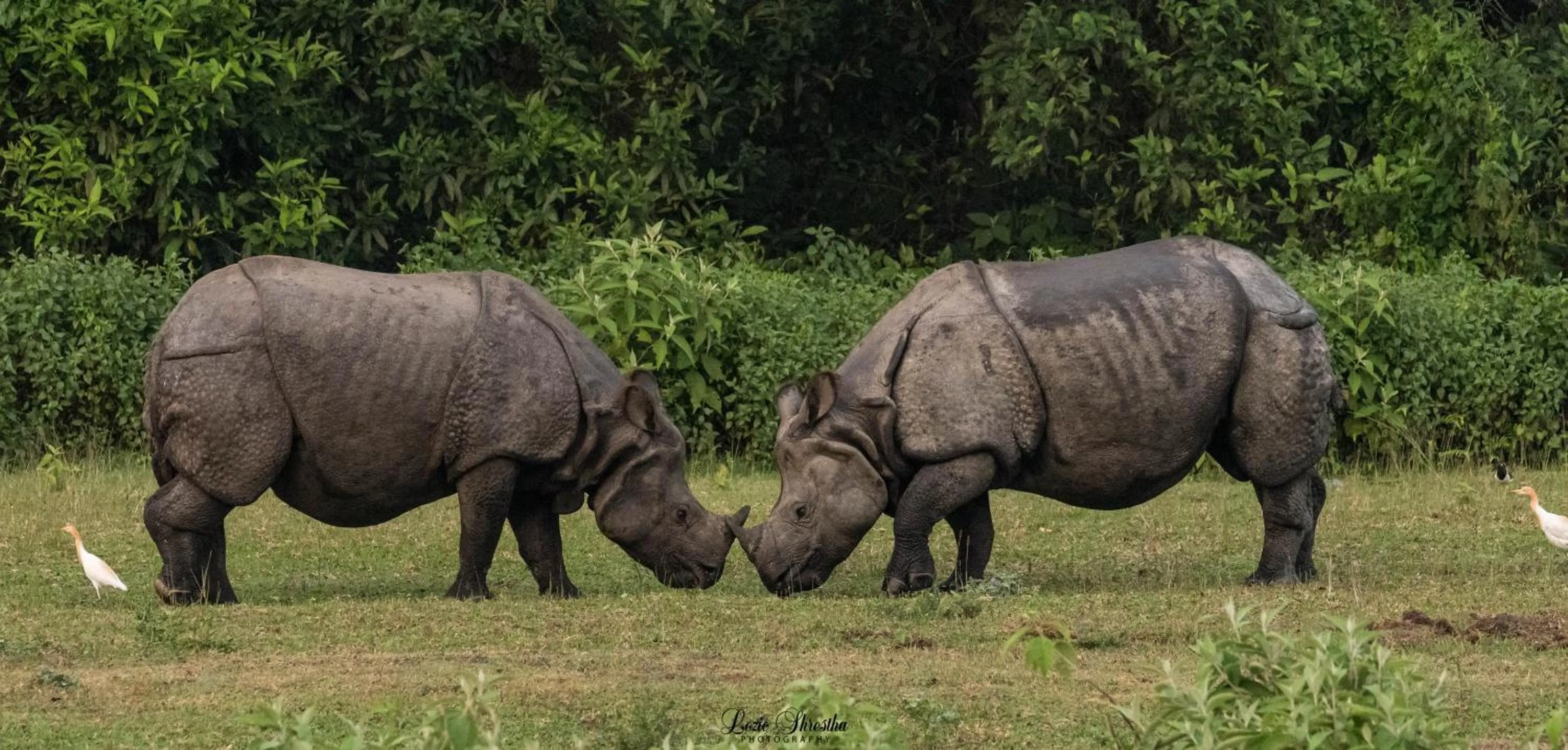 Animals in Eden jungle resort