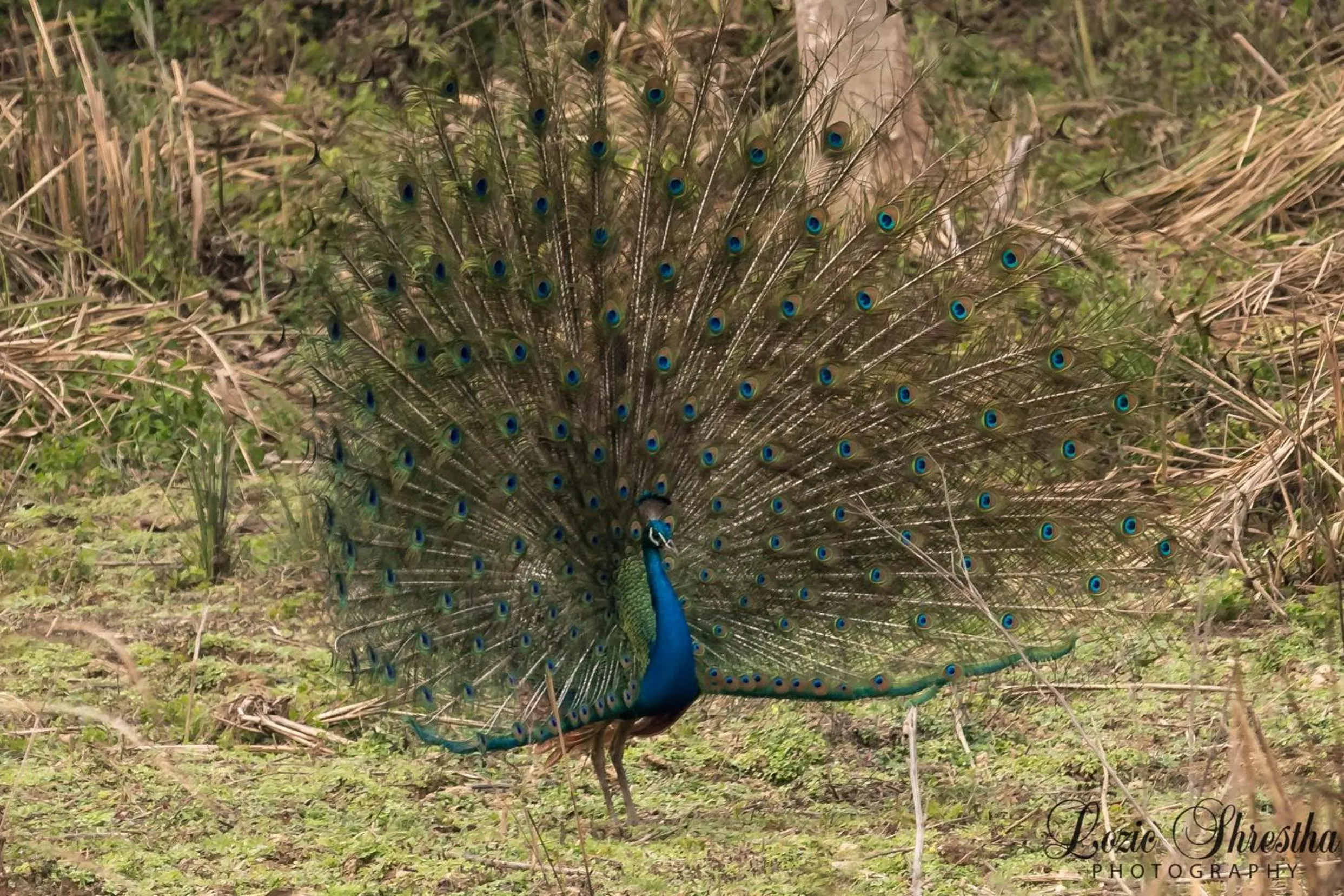 Animals in Eden jungle resort