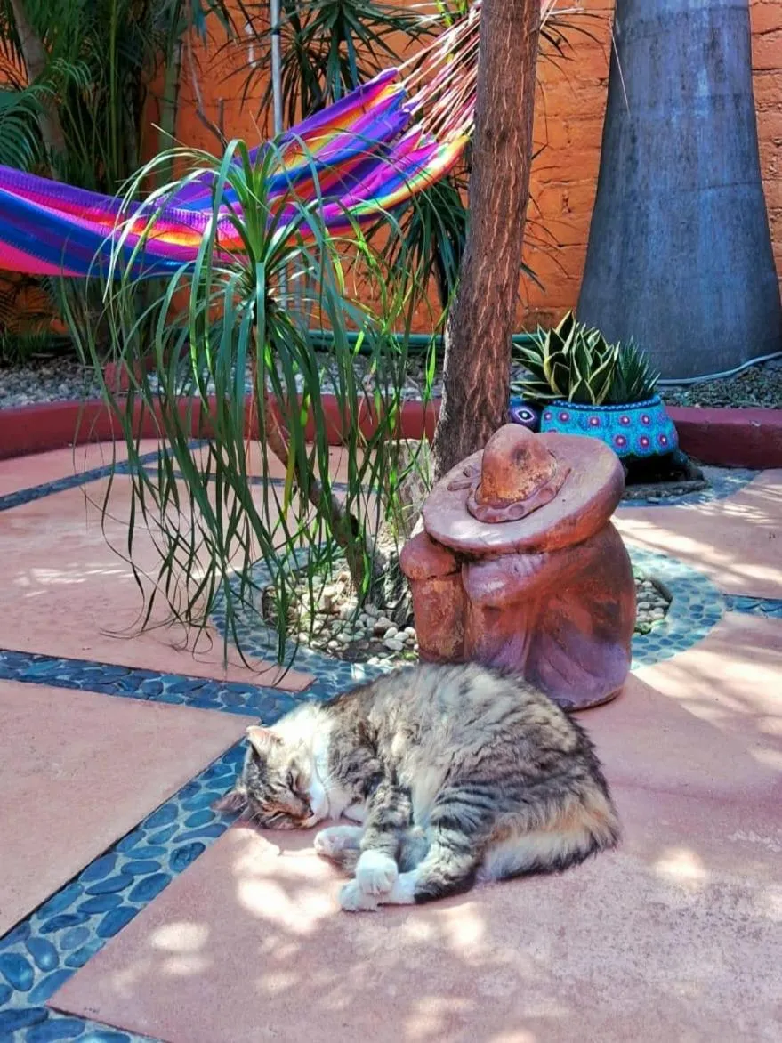 Pets in HOTELITO SWISS OASIS, Playa Zicatela - Adults Only - Kitchen - Cocina