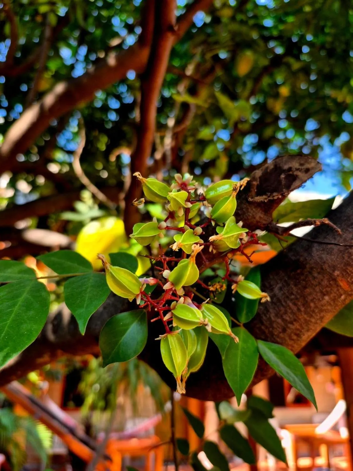 Garden in HOTELITO SWISS OASIS, Playa Zicatela - Adults Only - Kitchen - Cocina