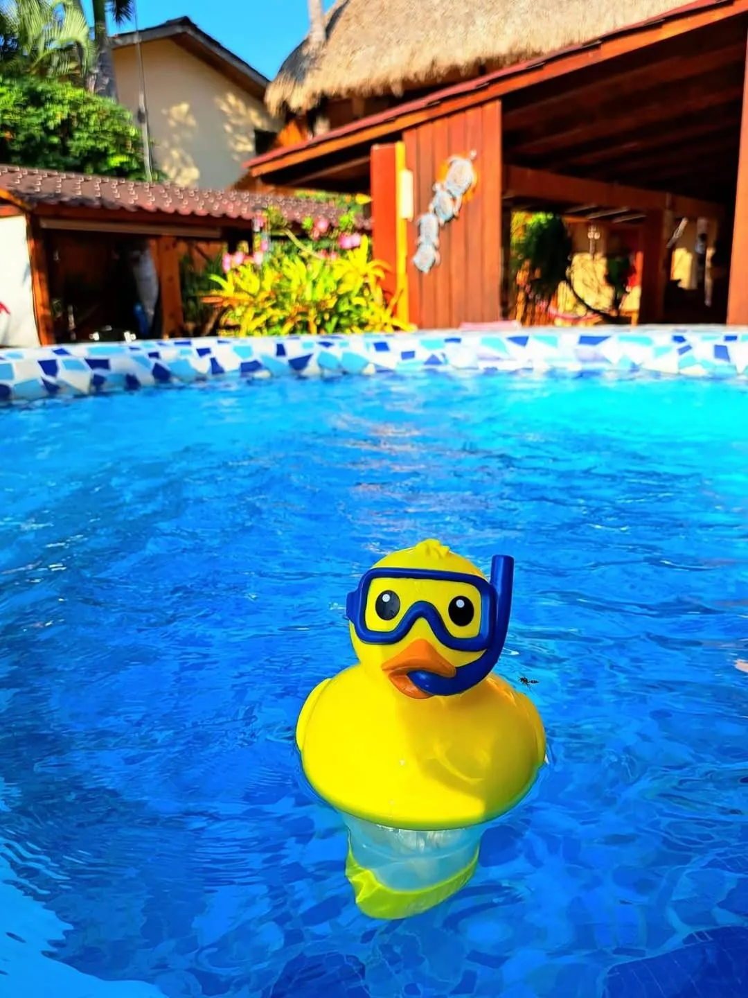 Swimming pool in HOTELITO SWISS OASIS, Playa Zicatela - Adults Only - Kitchen - Cocina
