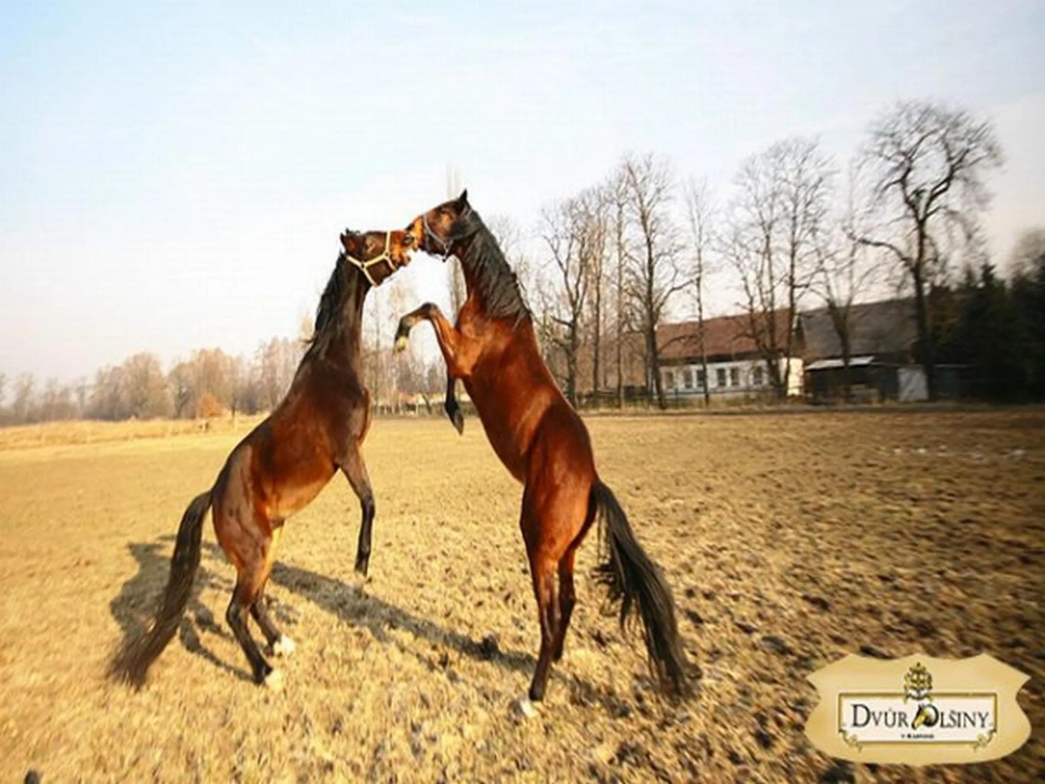 Animals in Dvůr Olšiny -Hotel and Horse-riding
