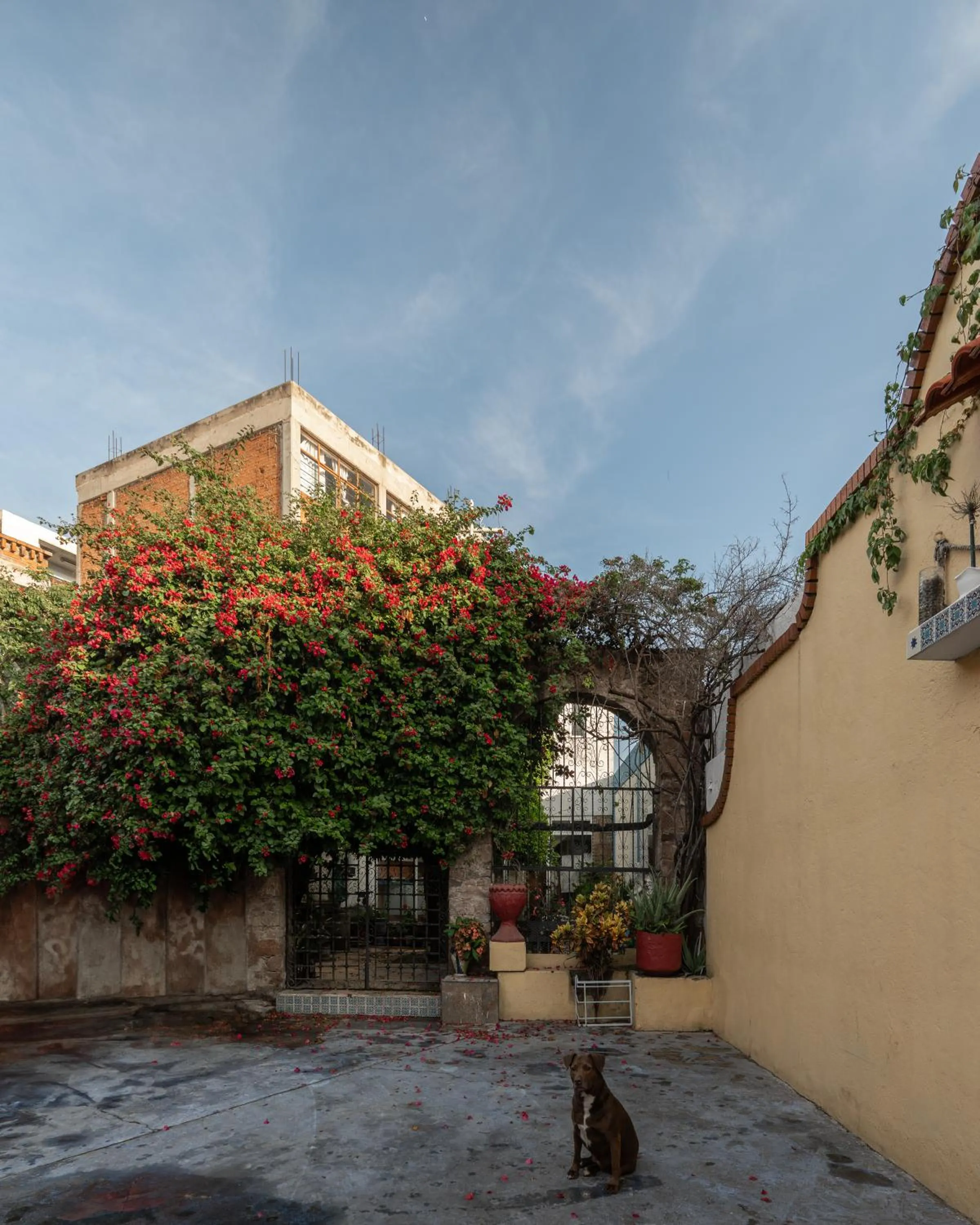 Patio in Hotel Posada Bugambilias