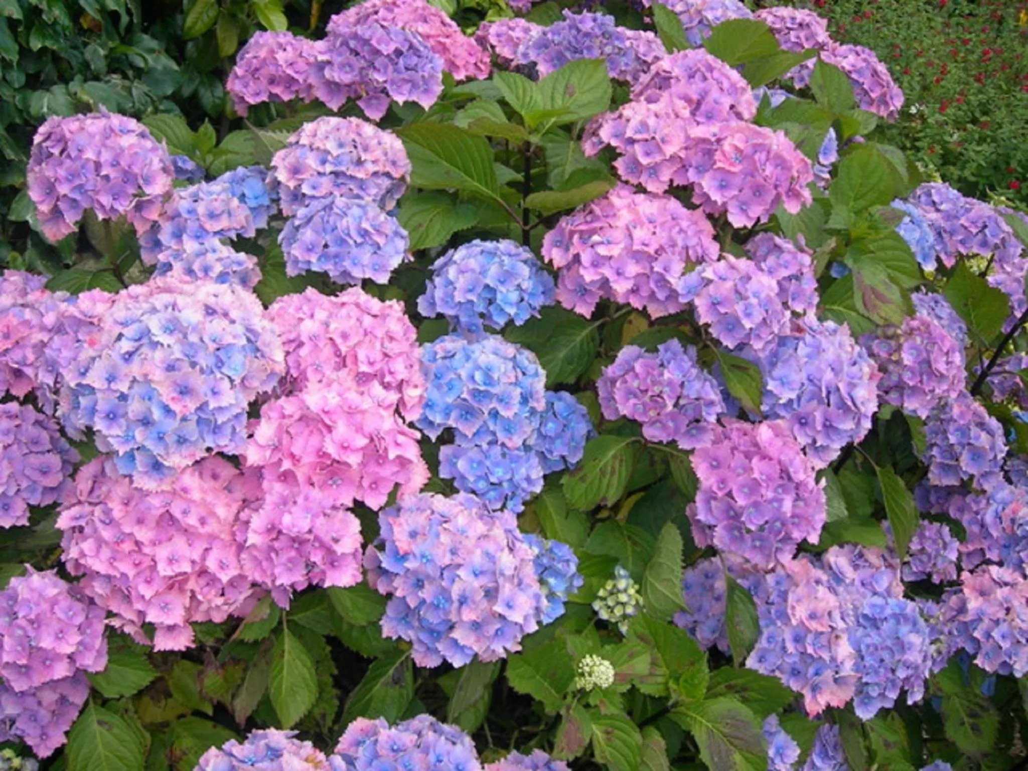 Garden in Kerantum à10mn des baies de Douarnenez et Audierne avec cuisine à disposition