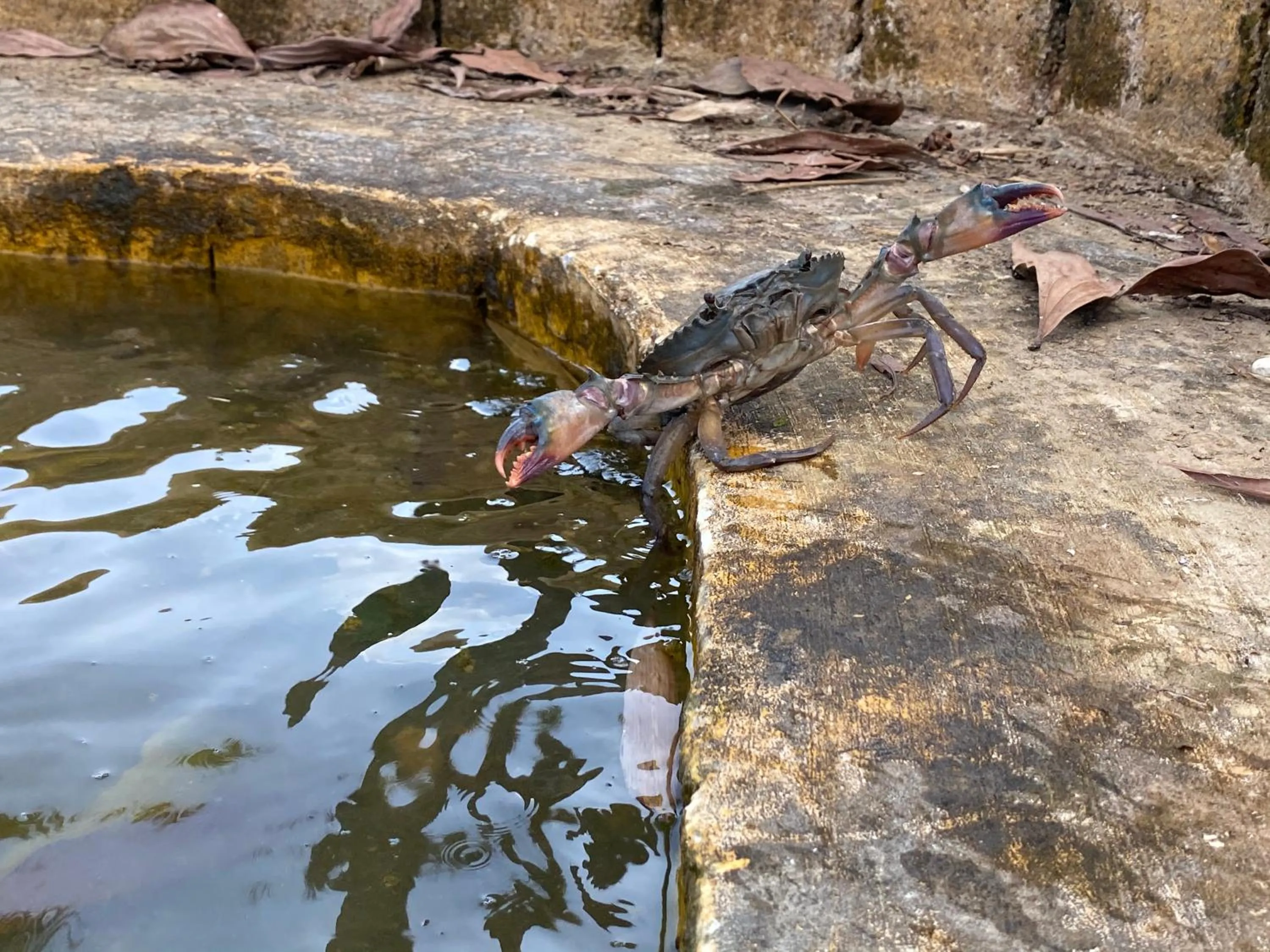 Day in Mulberry resort