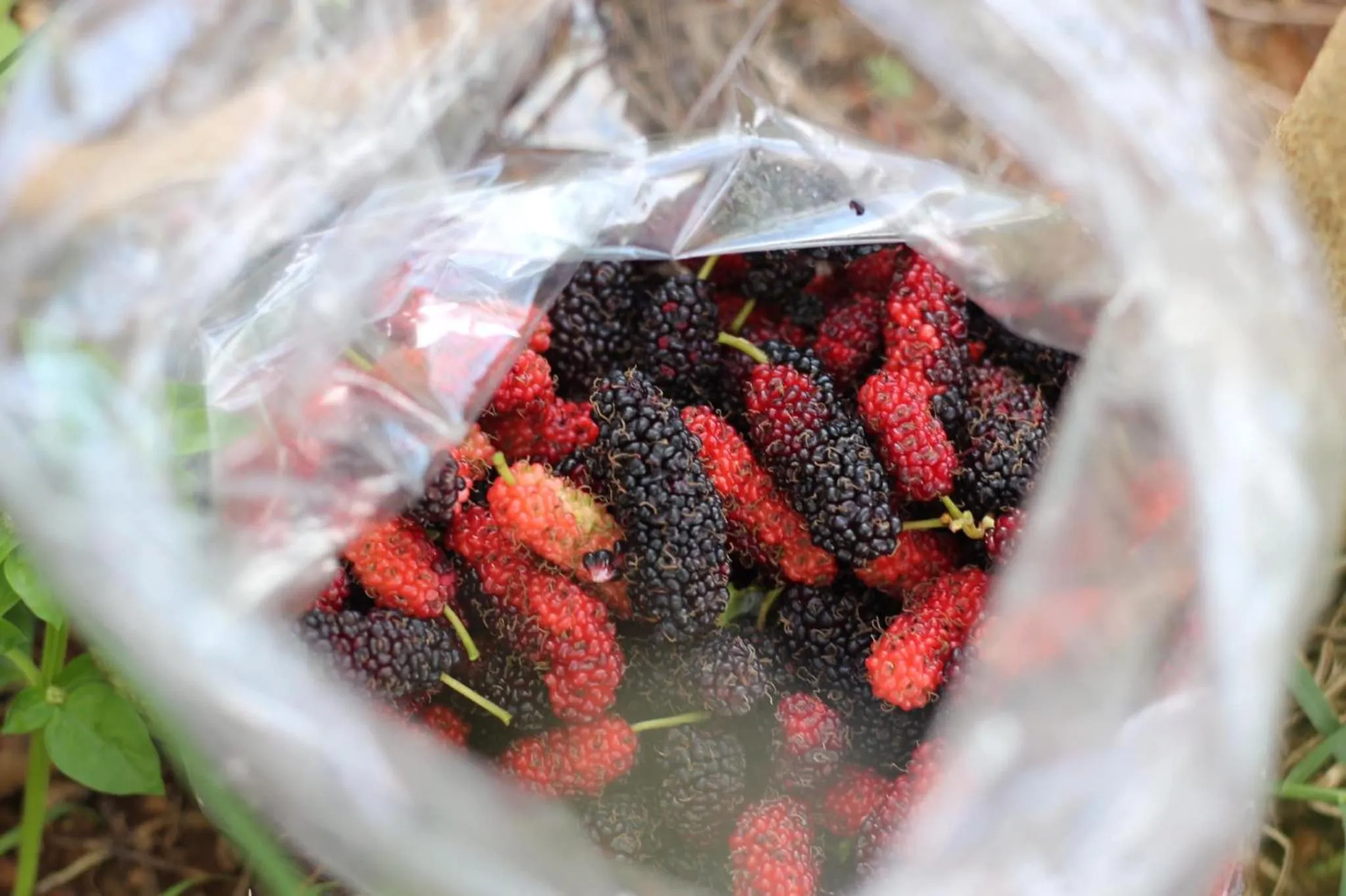 Activities in Mulberry resort