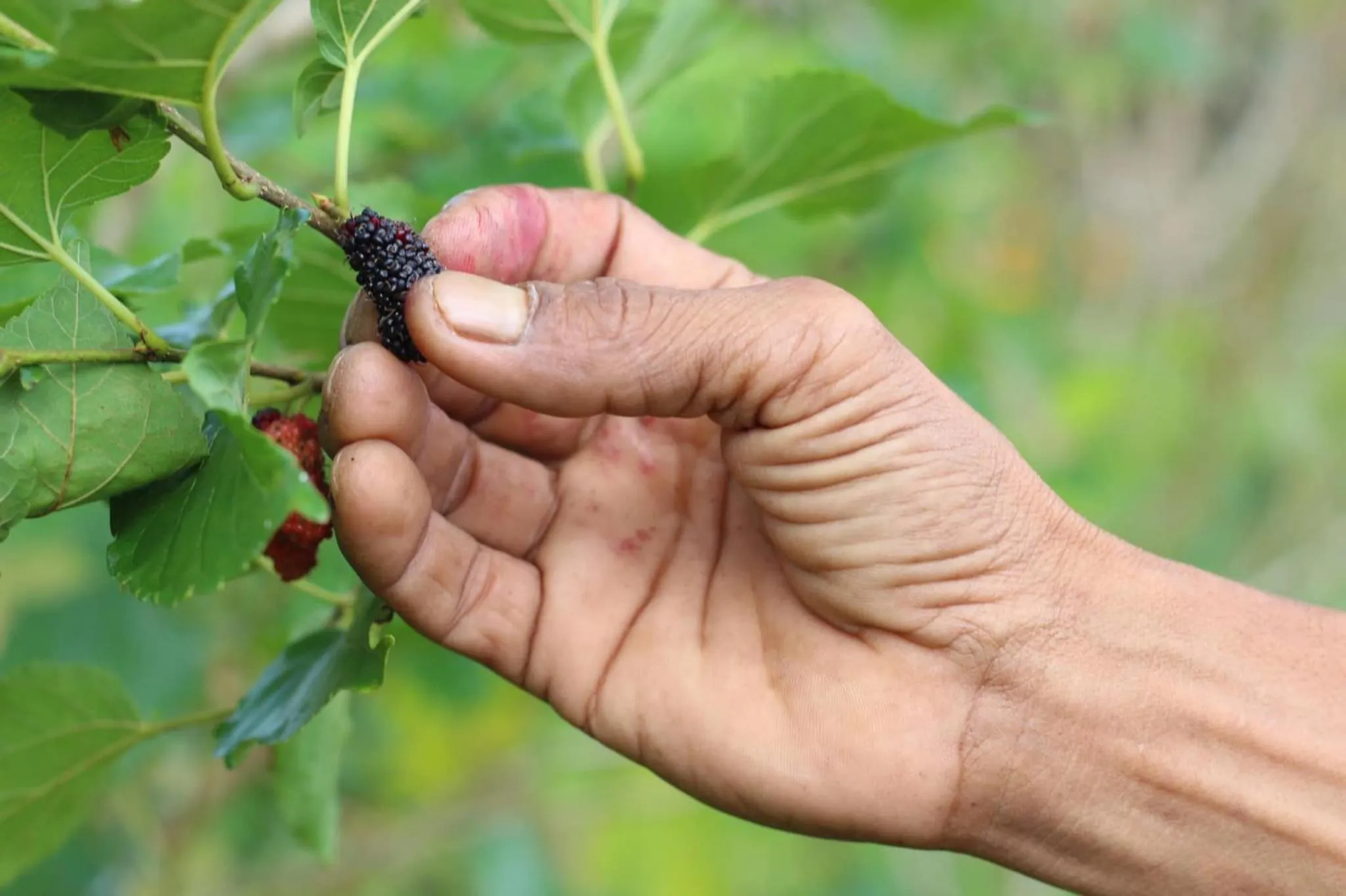 Activities in Mulberry resort