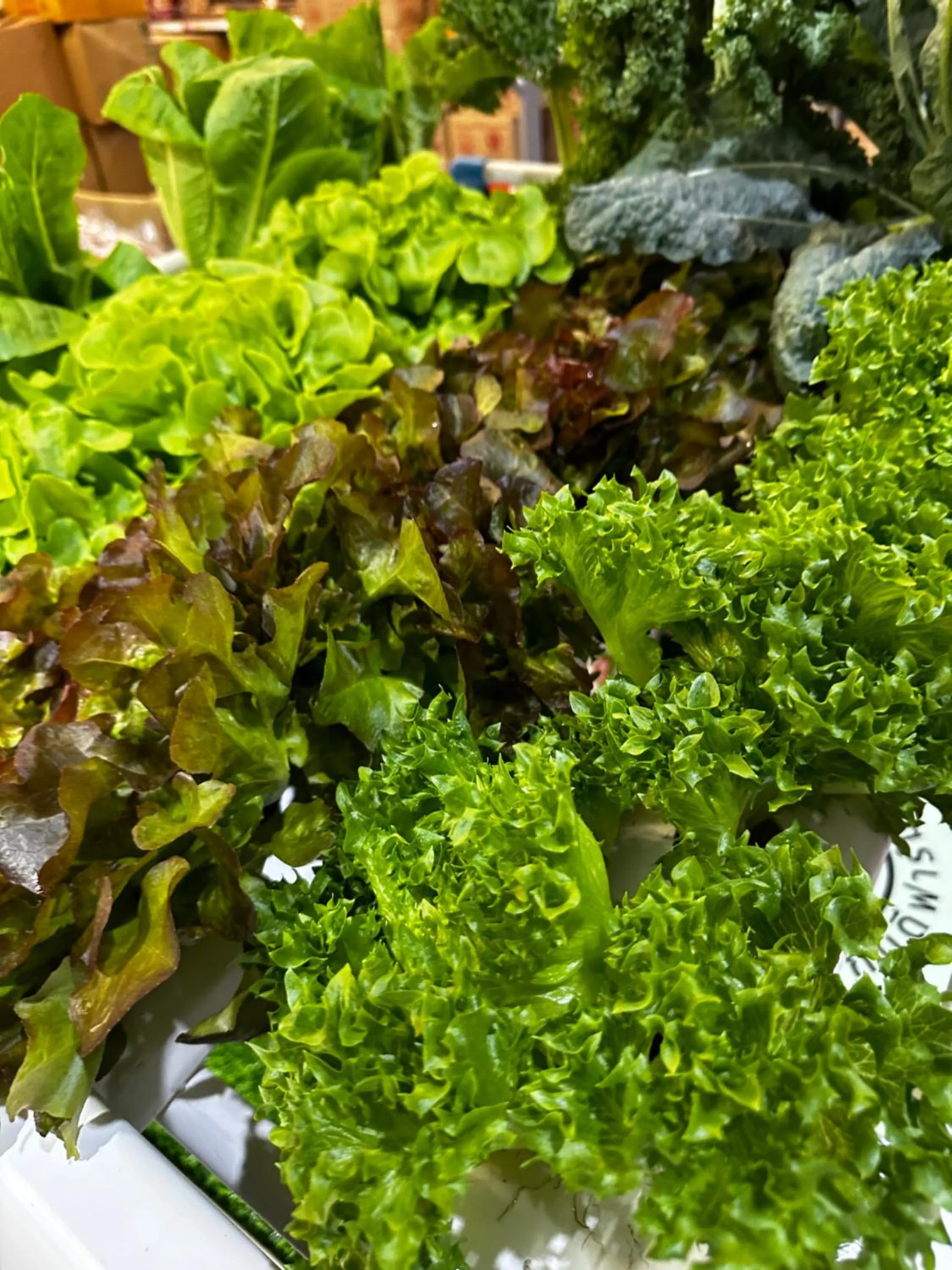 Day in Mulberry resort