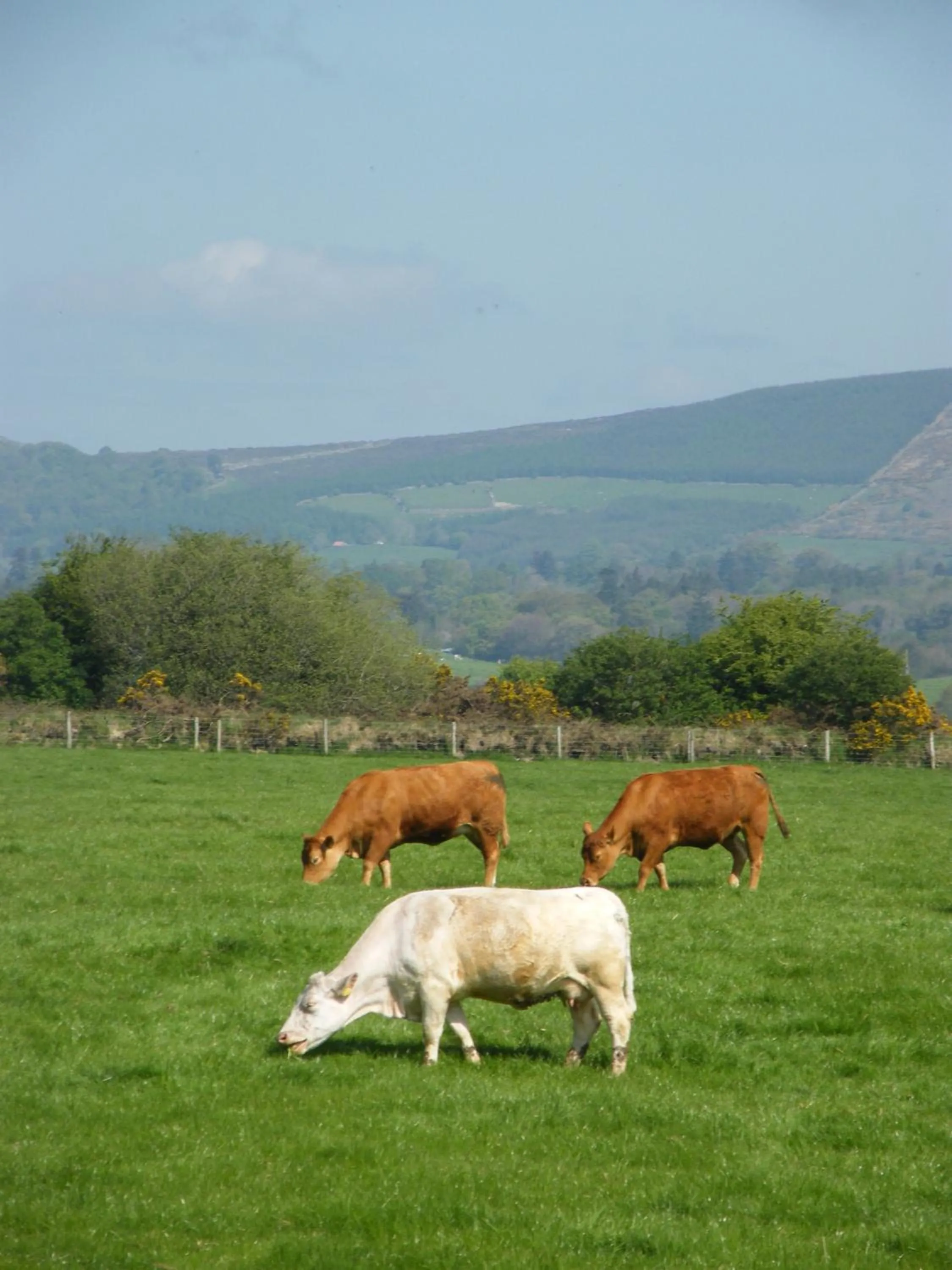 Animals in Riverfield Bed and Breakfast