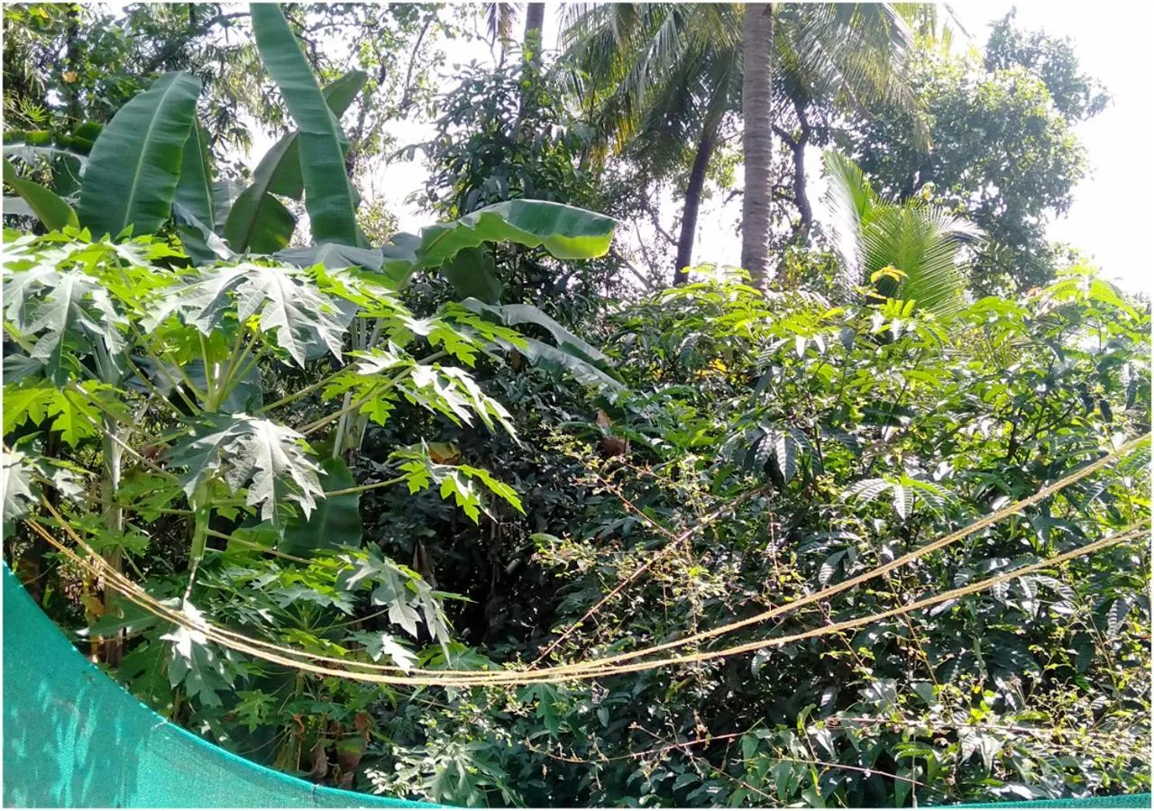 Natural landscape in AYM Yoga Resort Arambol GOA