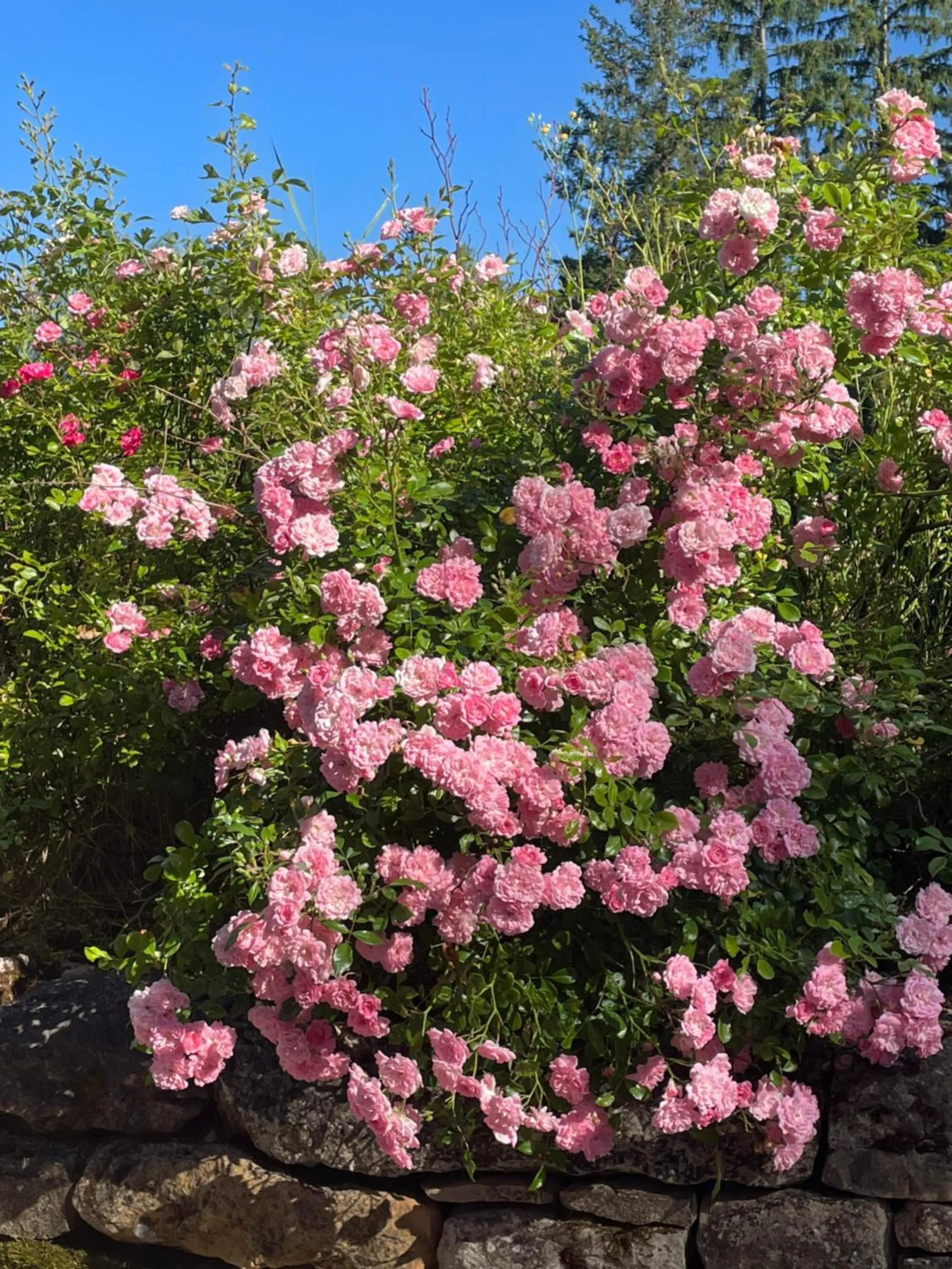 Garden in Domaine Le Broual