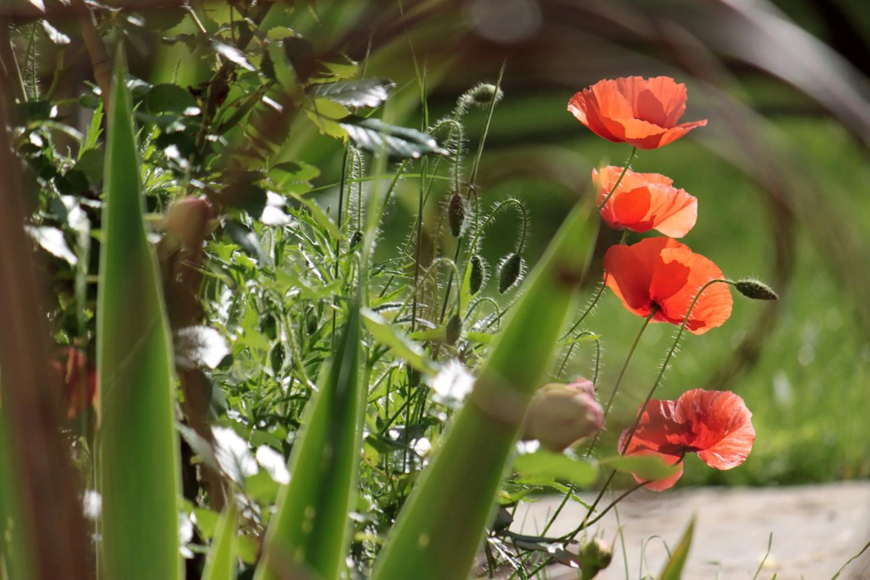Garden in Domaine Le Broual