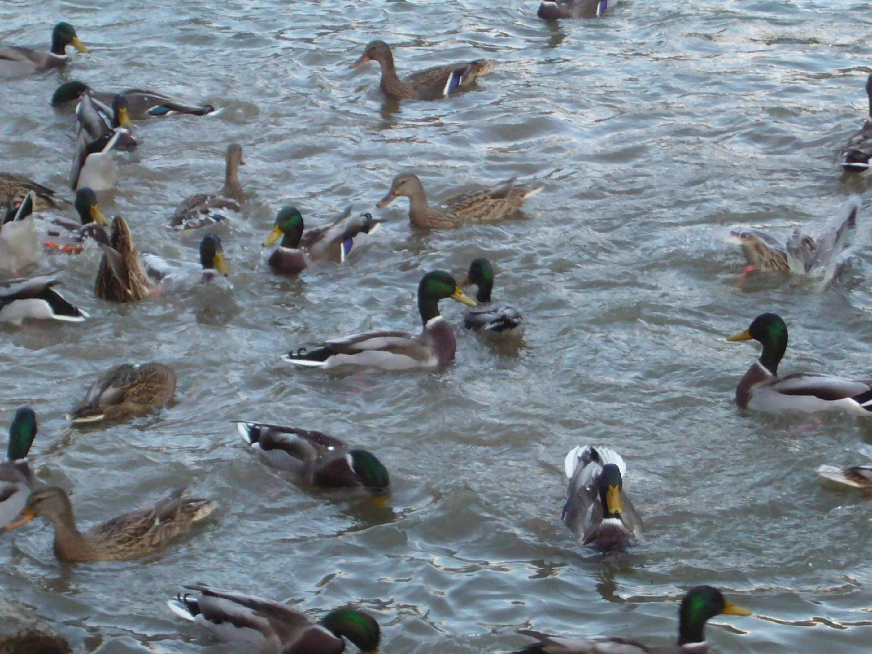 Area and facilities in Yedigoller Hotel & Restaurant