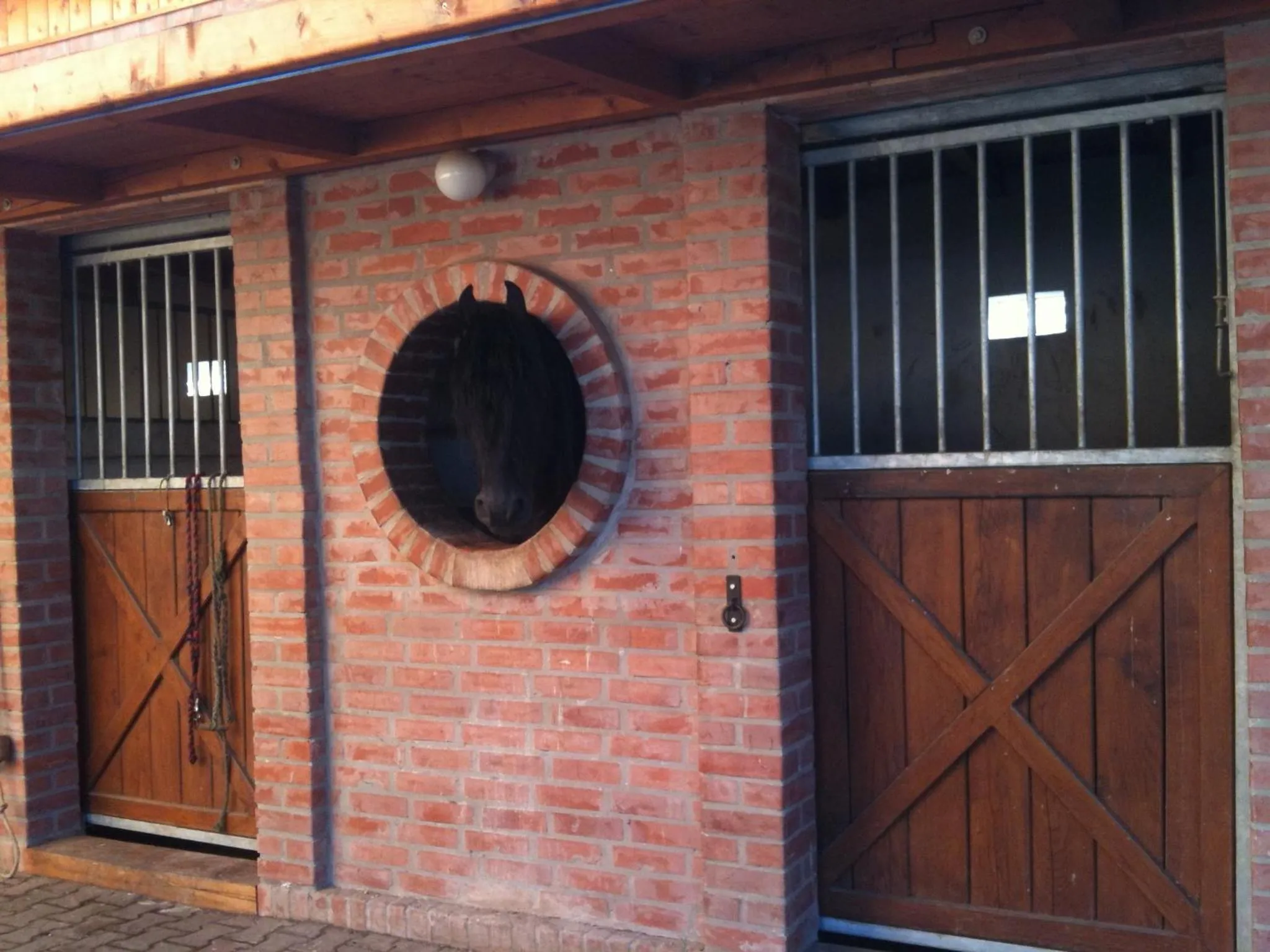 Animals in Berényi Fogadó
