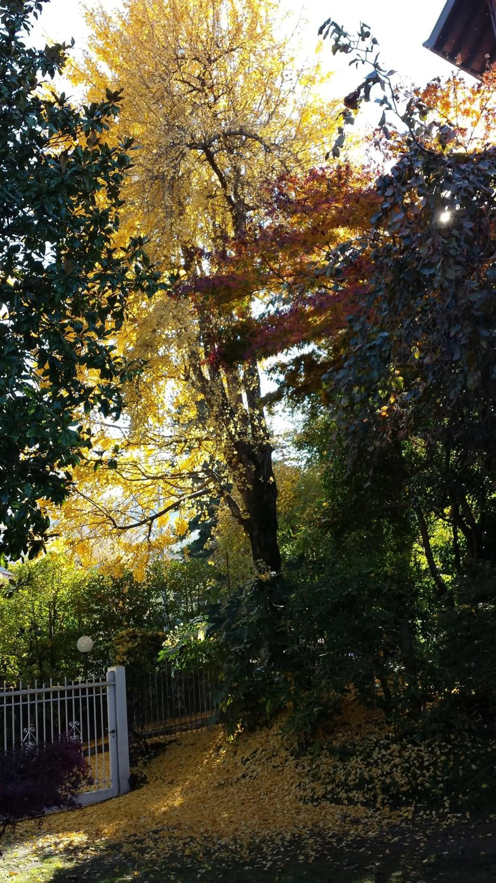 Garden in Bed & Breakfast Gli Oleandri