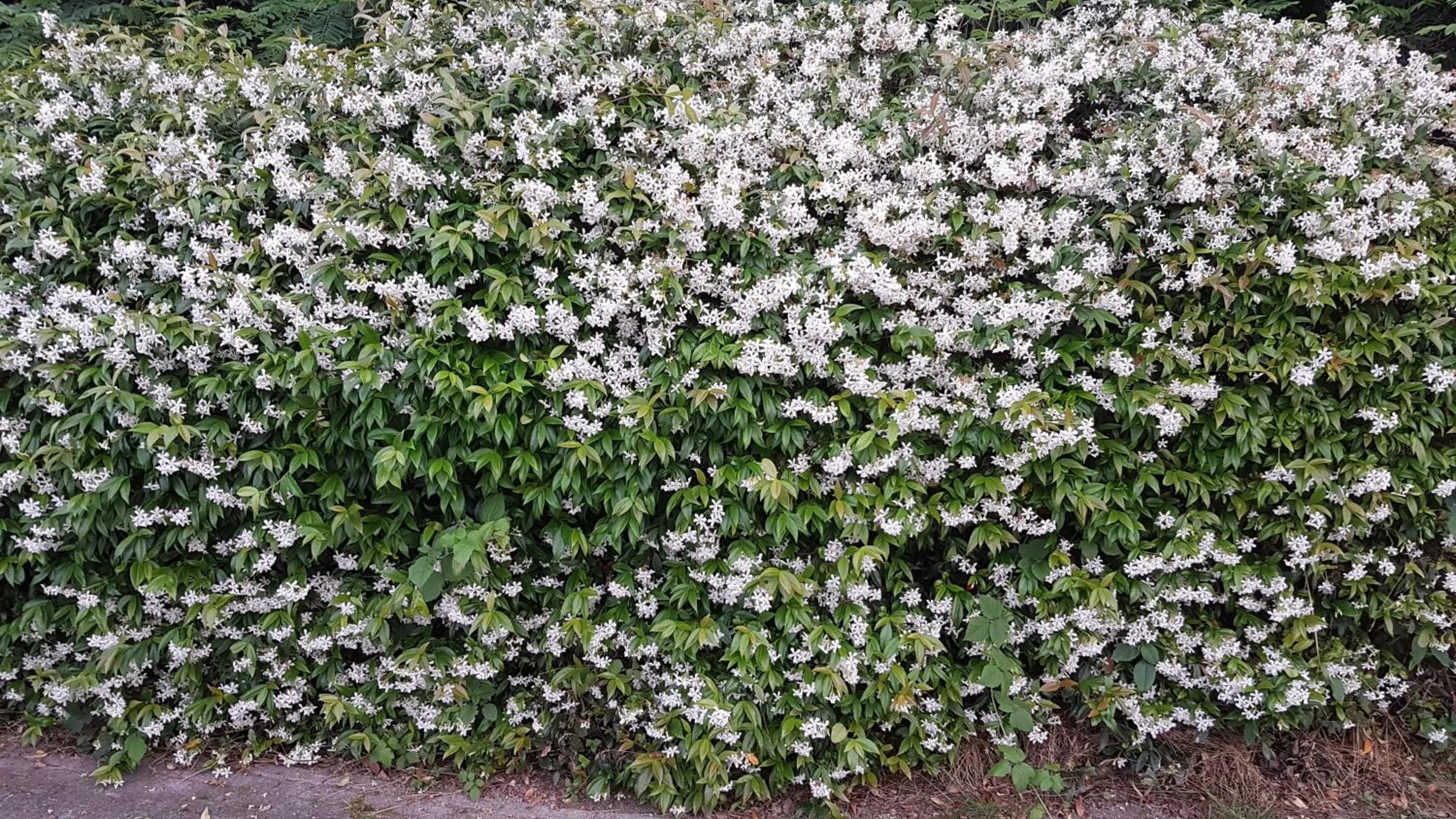 Bed & Breakfast Gli Oleandri