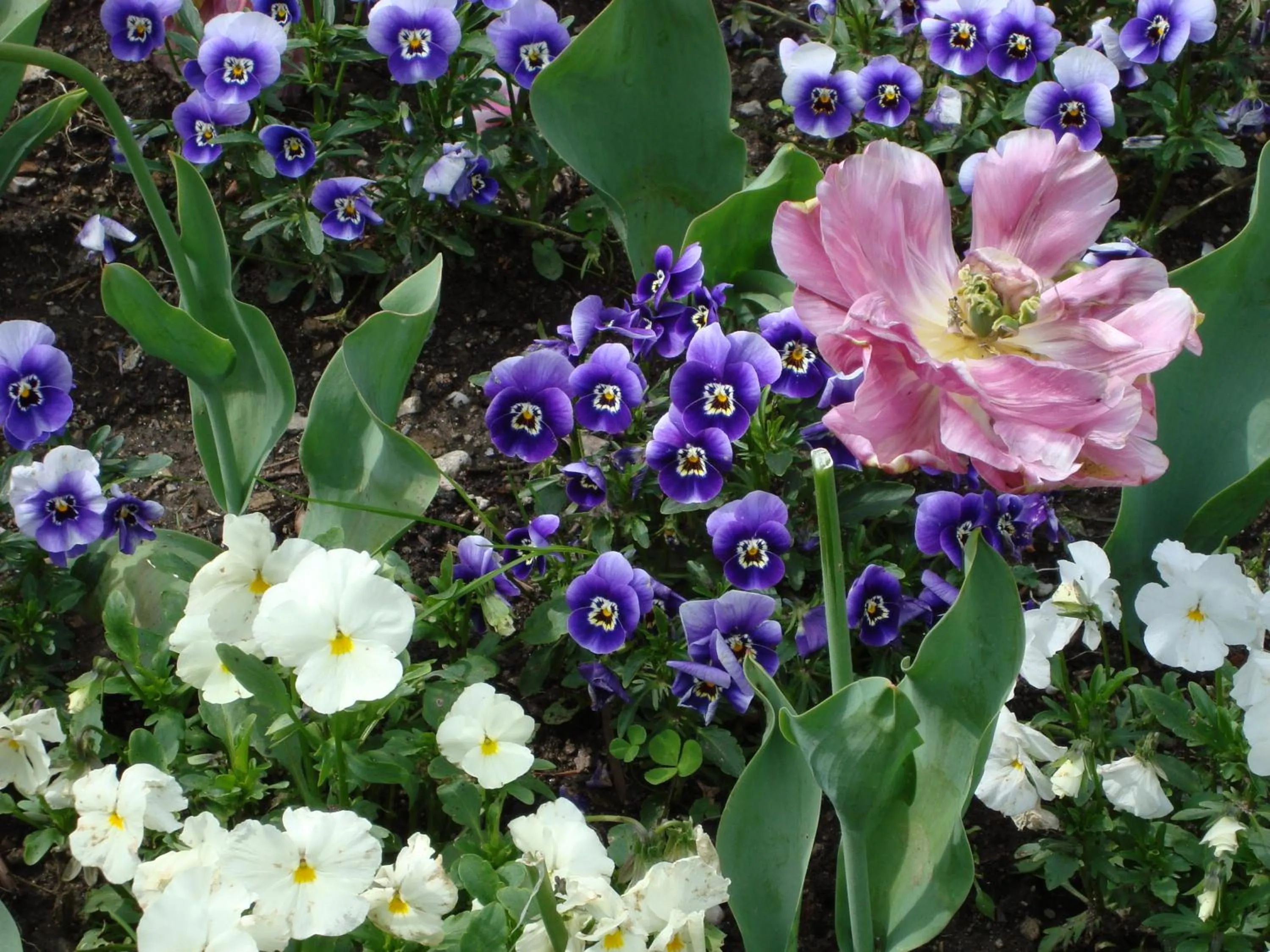 Restaurant/places to eat in Bed & Breakfast Gli Oleandri