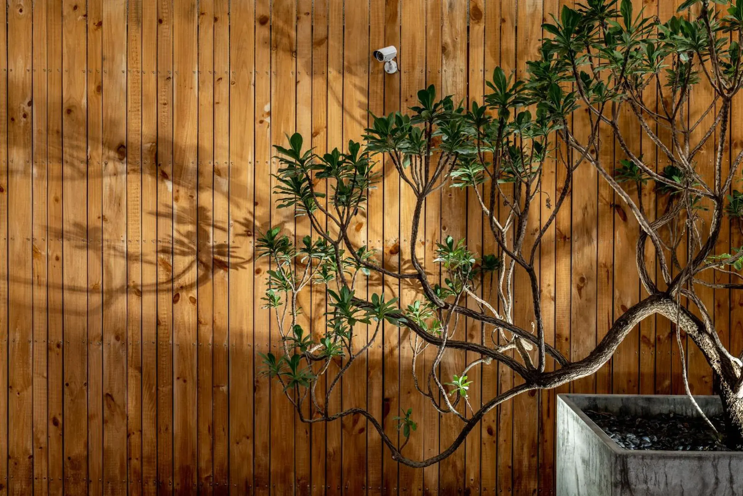 Garden view in SI Hotel Garden view in SI Hotel