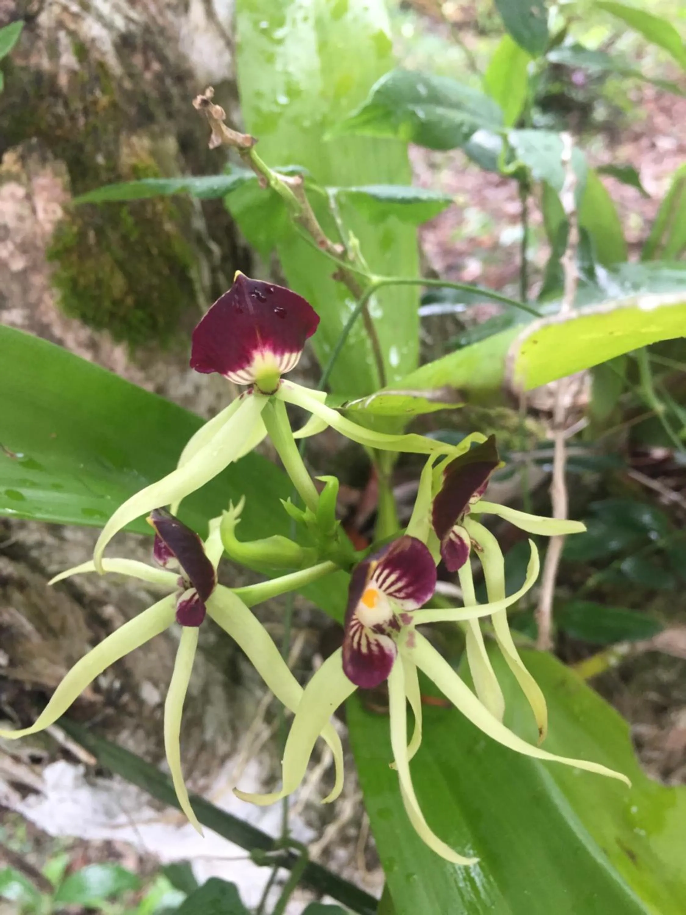 Garden in Santa Cruz Cabins