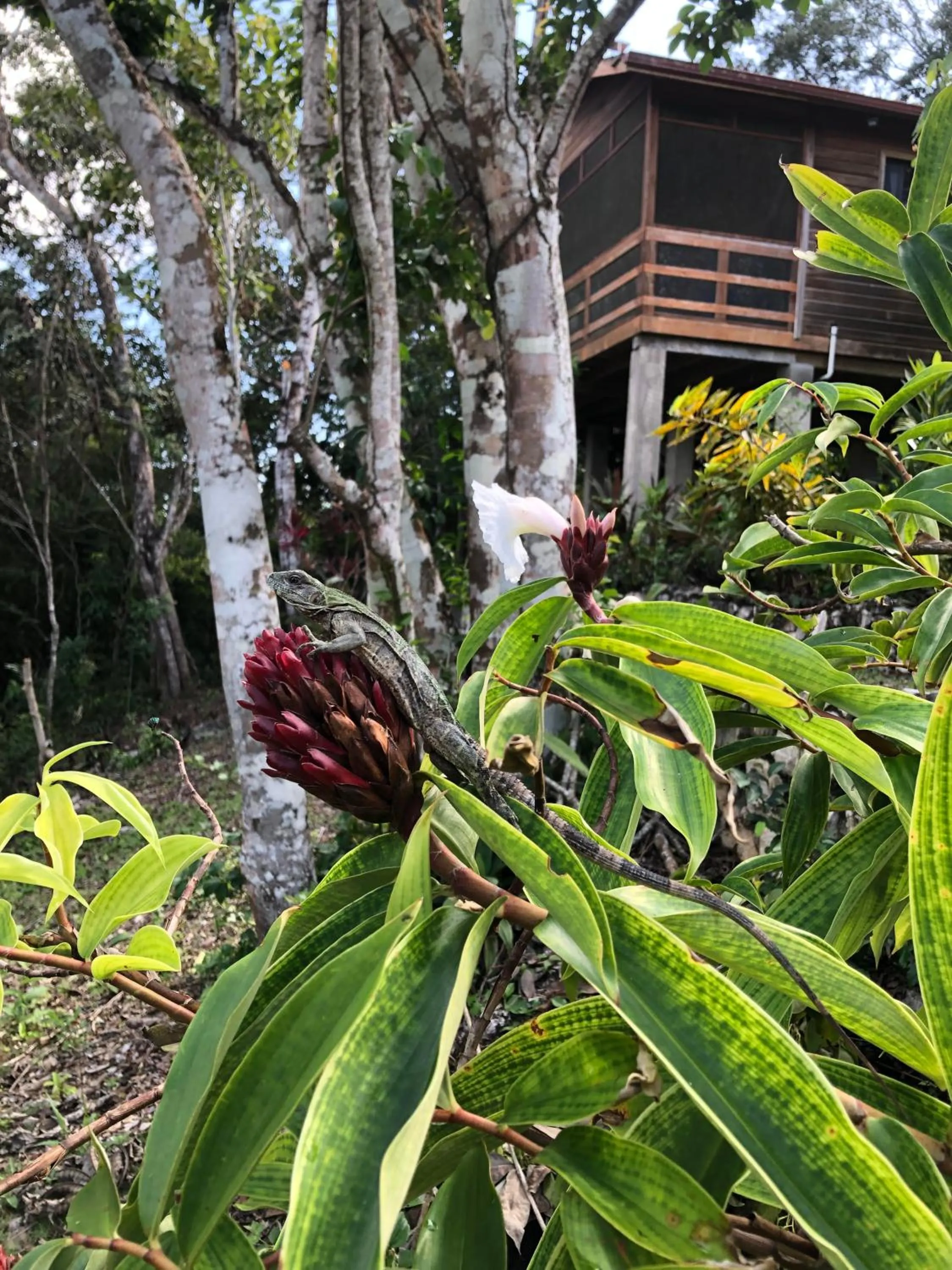 Natural landscape in Santa Cruz Cabins