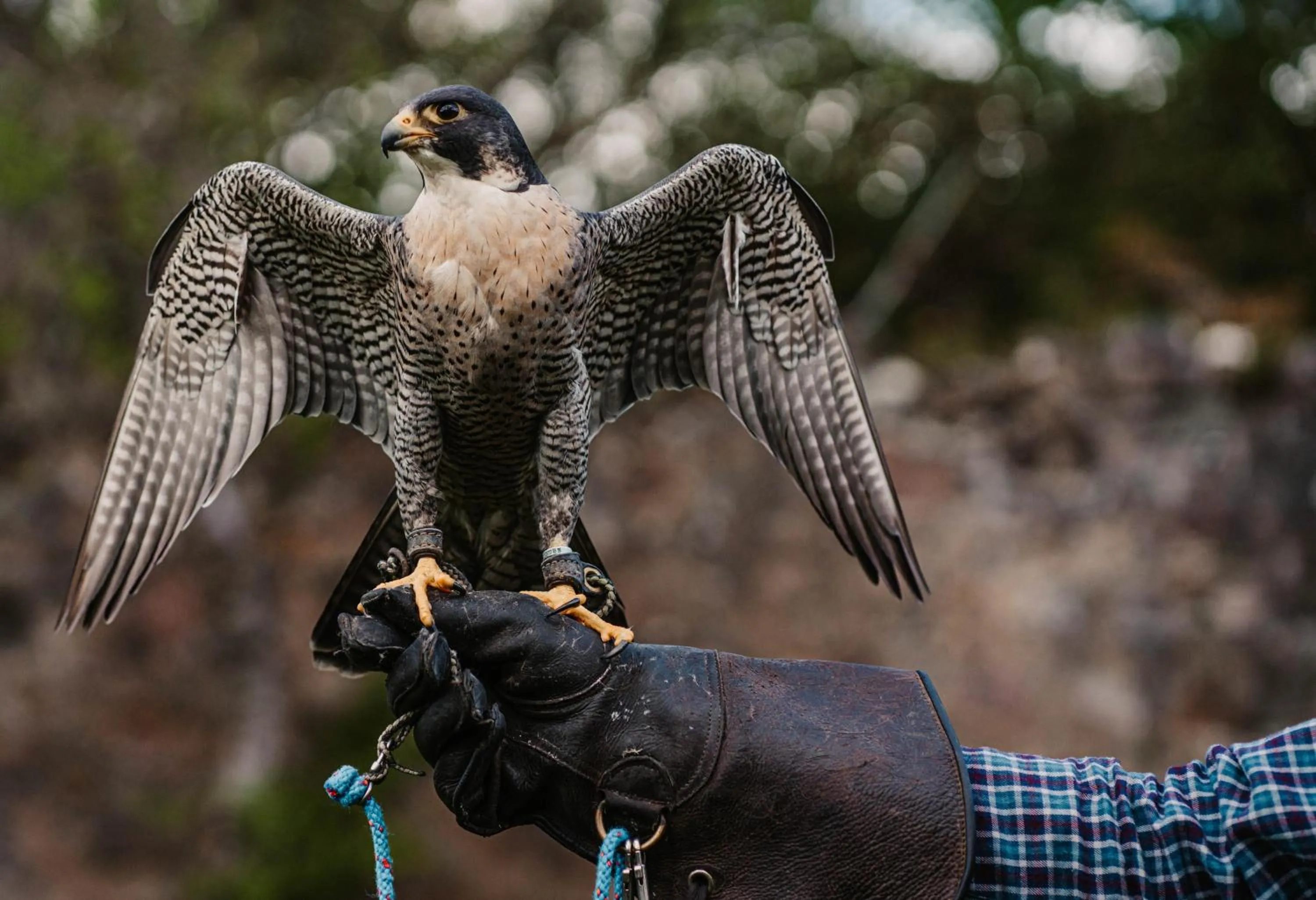 Animals in Shieldaig Lodge Hotel
