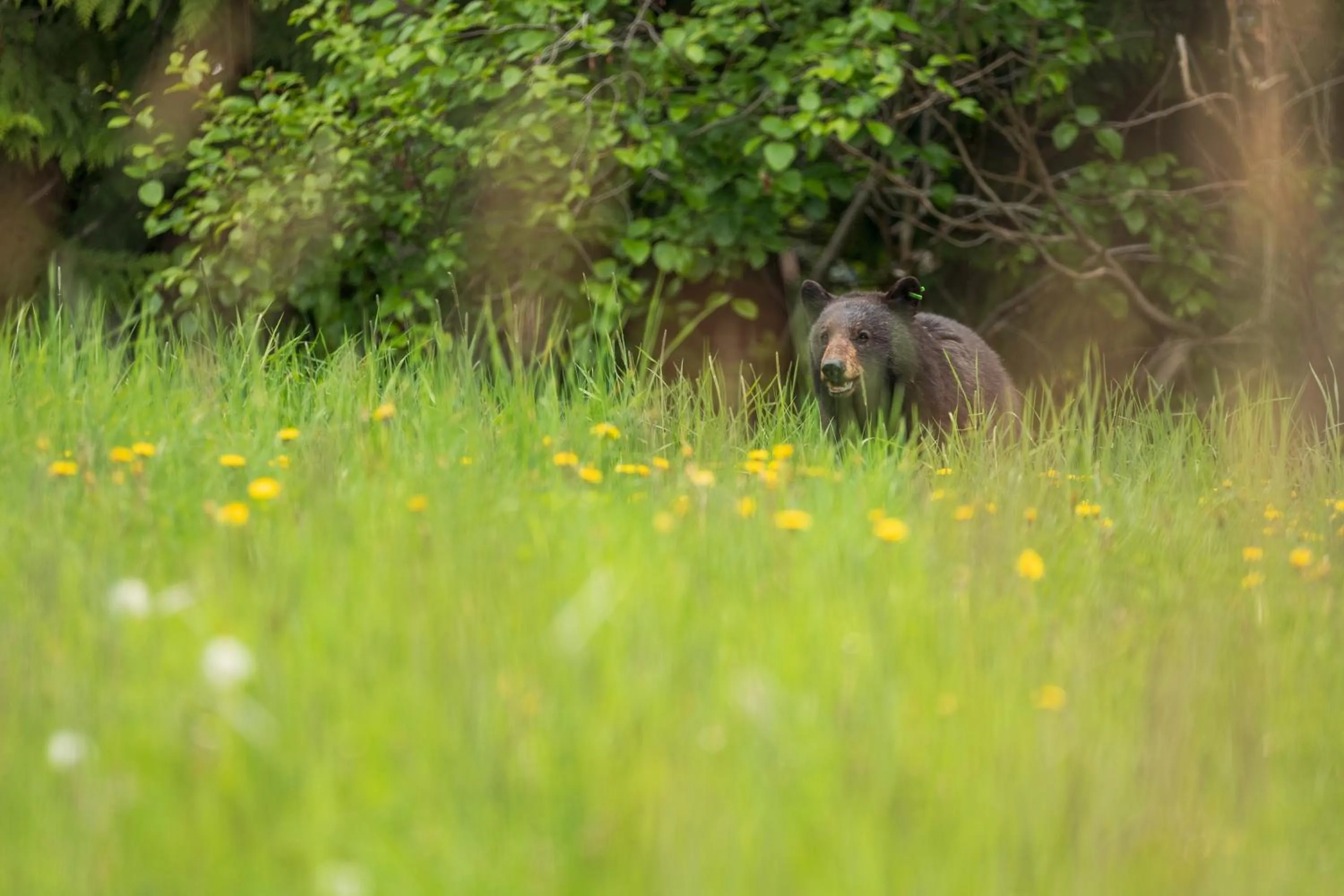 Animals in Blackcomb Springs Suites by CLIQUE