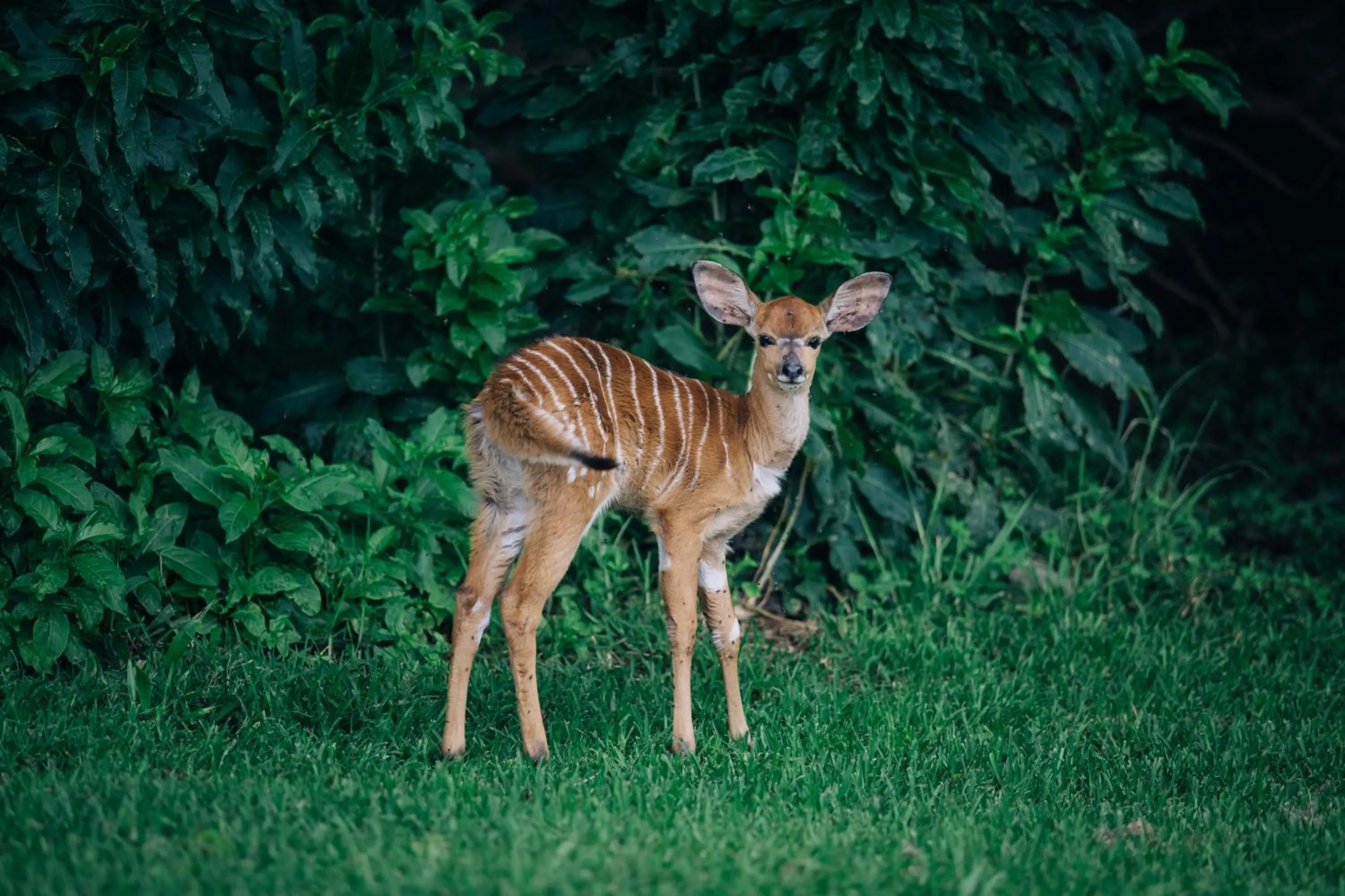 Garden in Hotel Olivewood