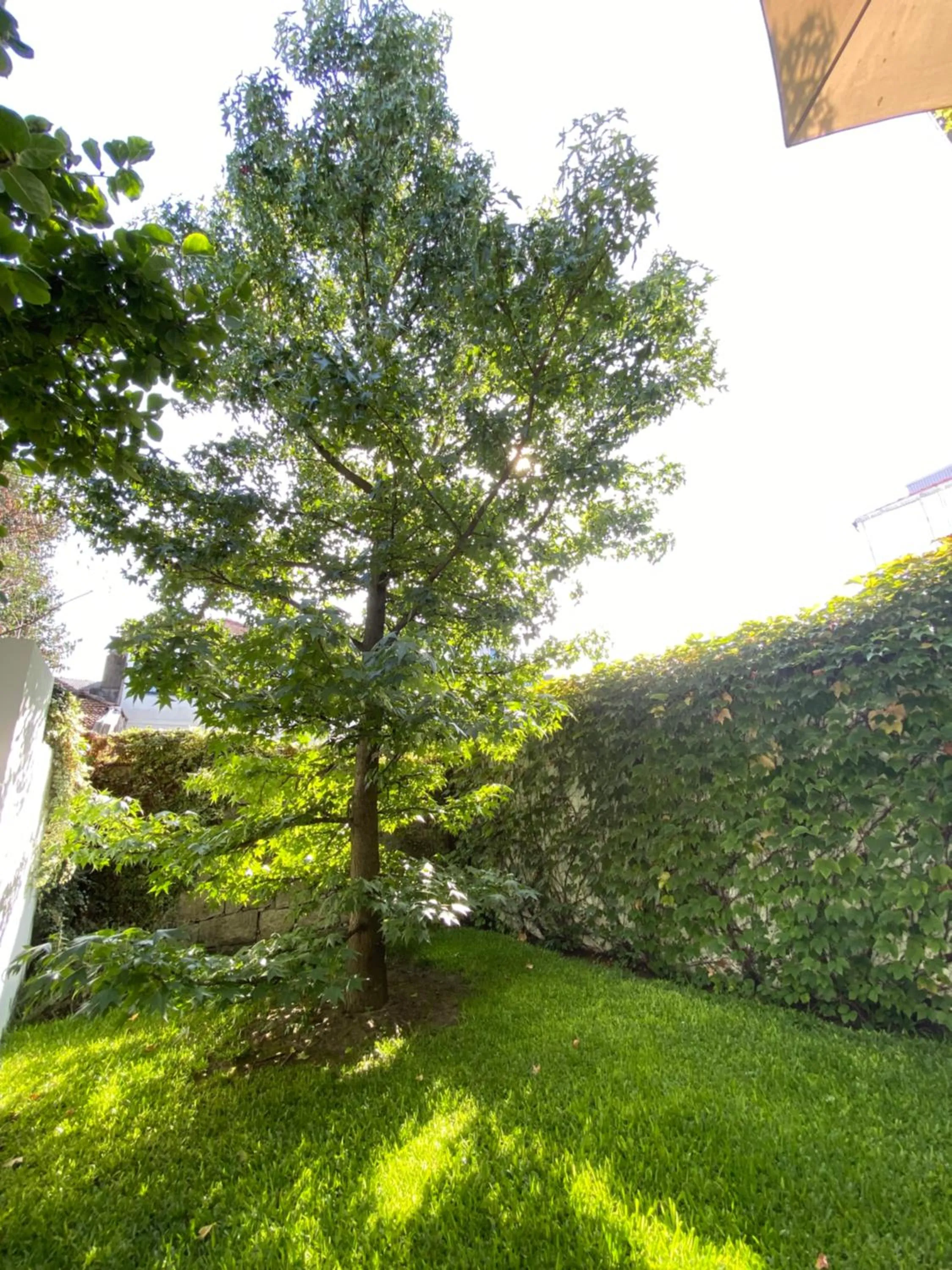 Garden in Casa 45 Porto