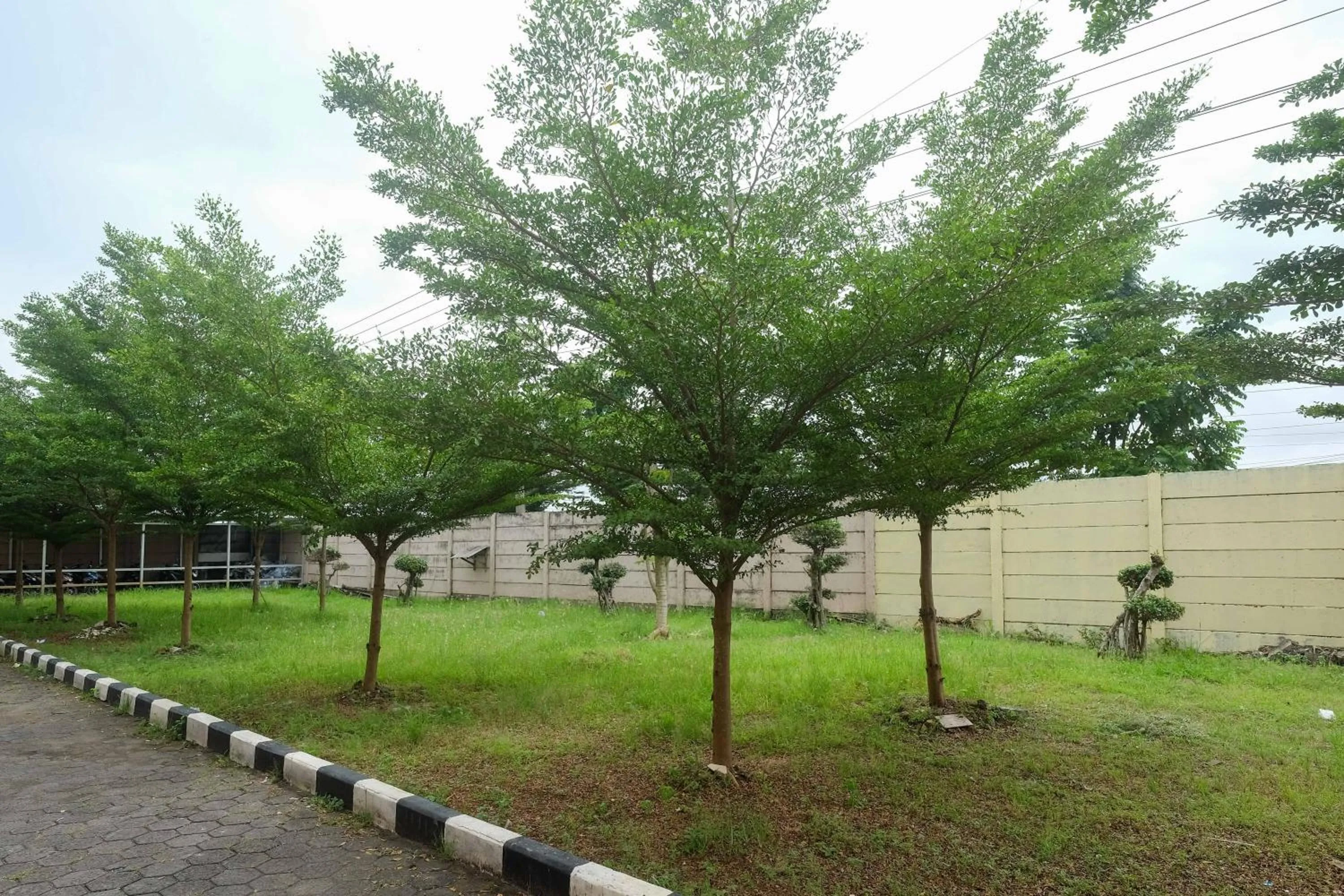 Garden in RedDoorz at Putri Syariah Brebes