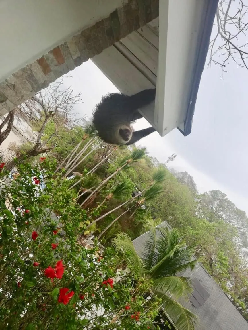 Animals in Mar Y Oro