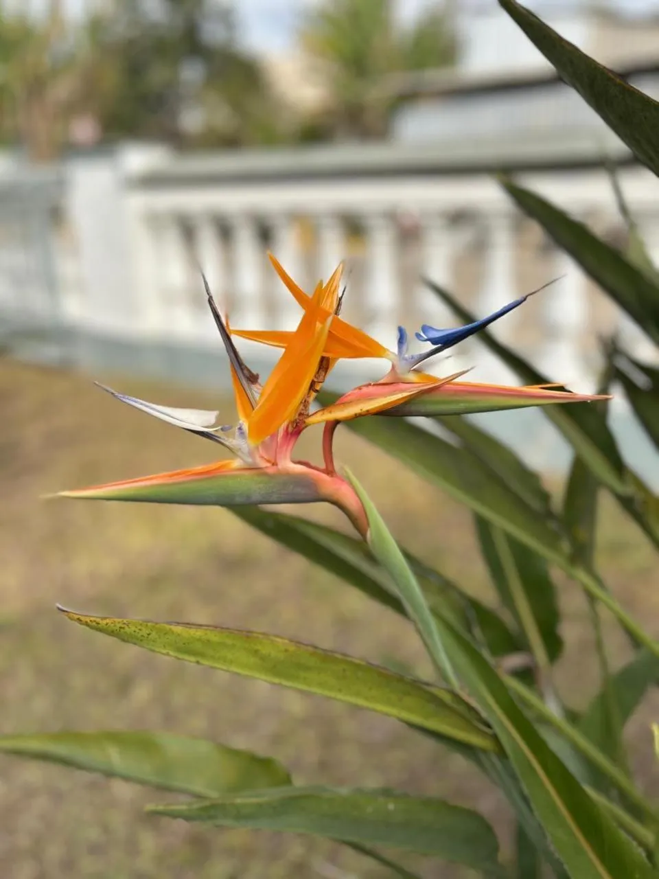 Garden in Grand Ville Hotel