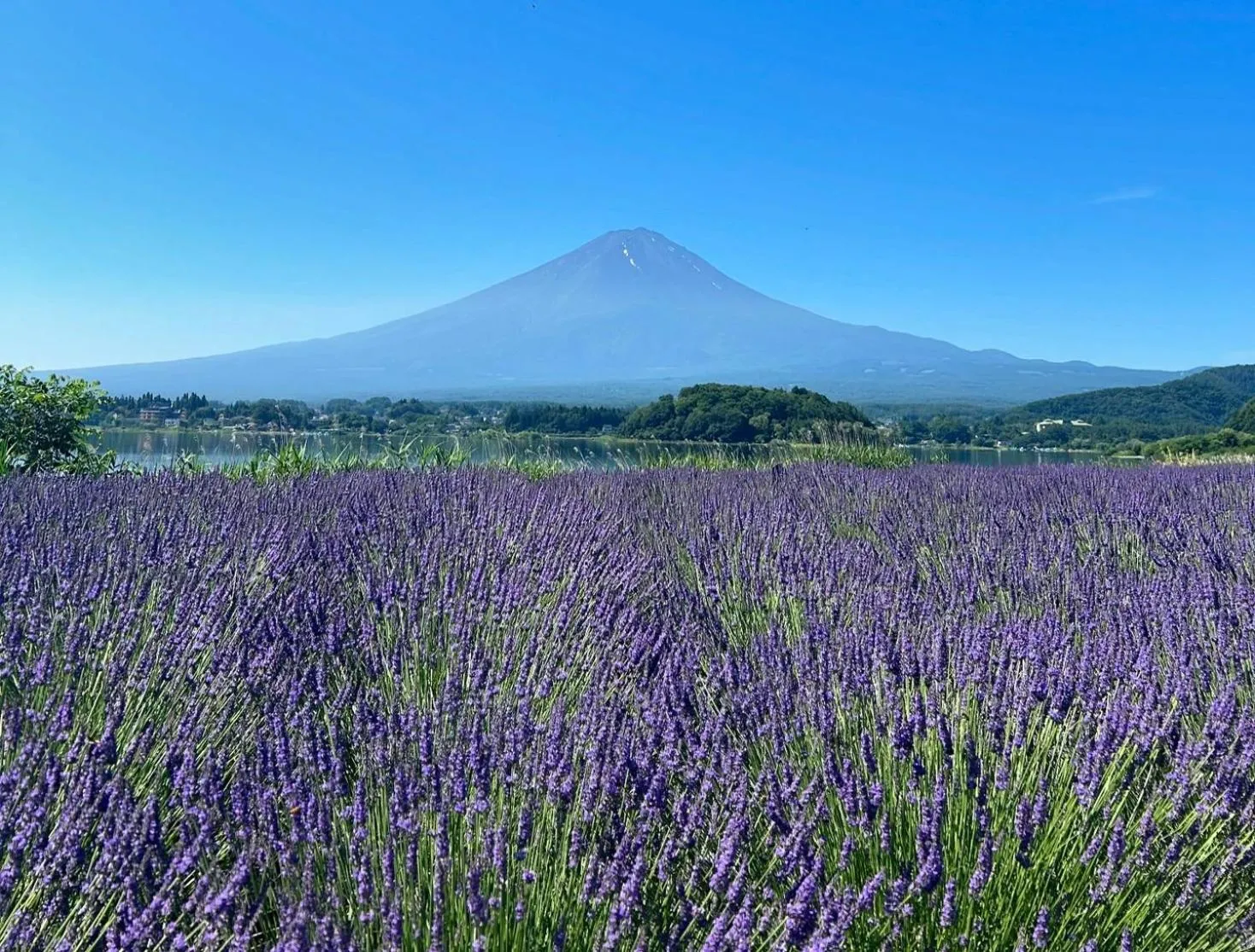 Nearby landmark in Mt Fuji Glamping TOURIST VILLA Kawaguchiko