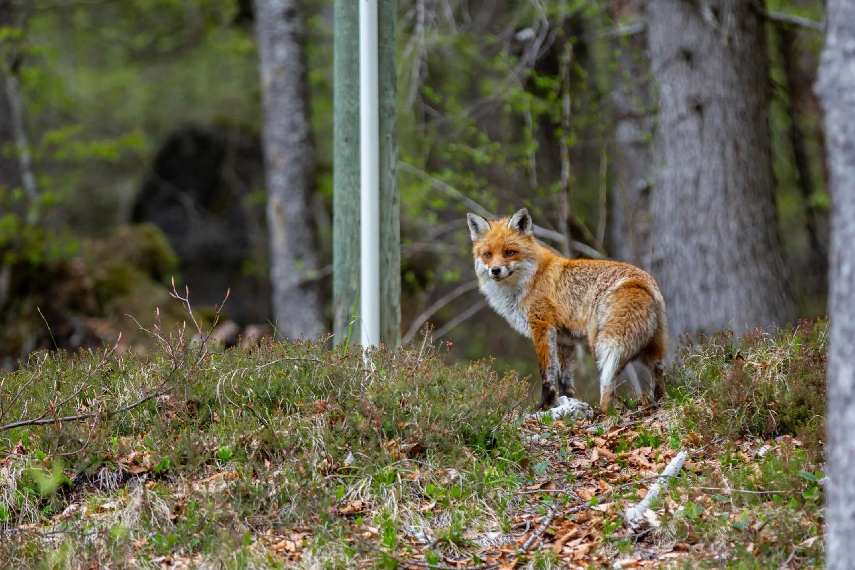 Property building in Chalet Tovel - Mountain Lake