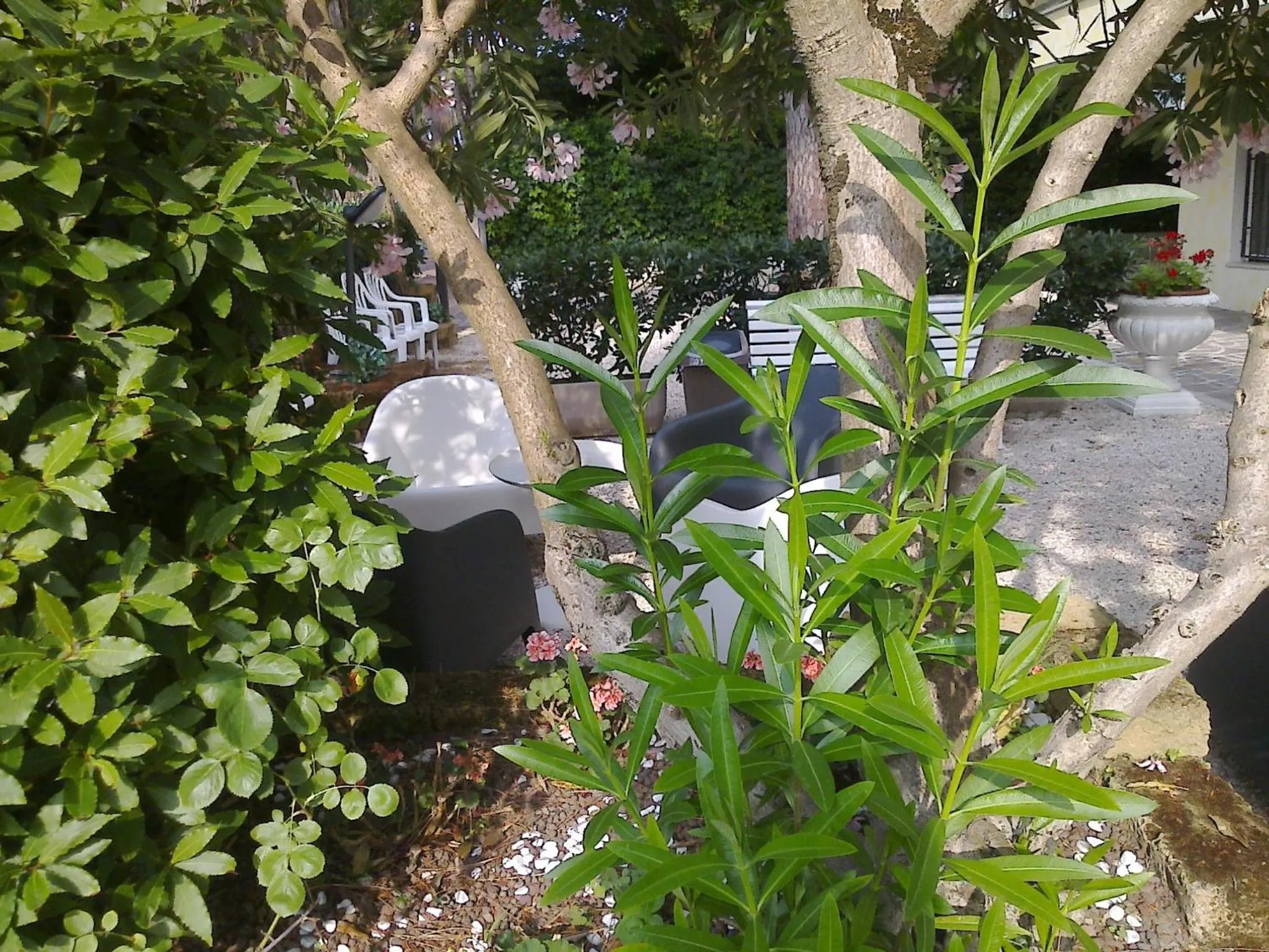 Garden in Hotel Augustus