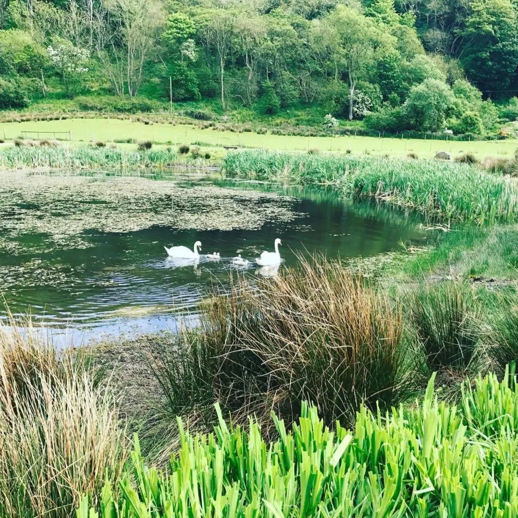 Garden in Woodland Bay Hotel