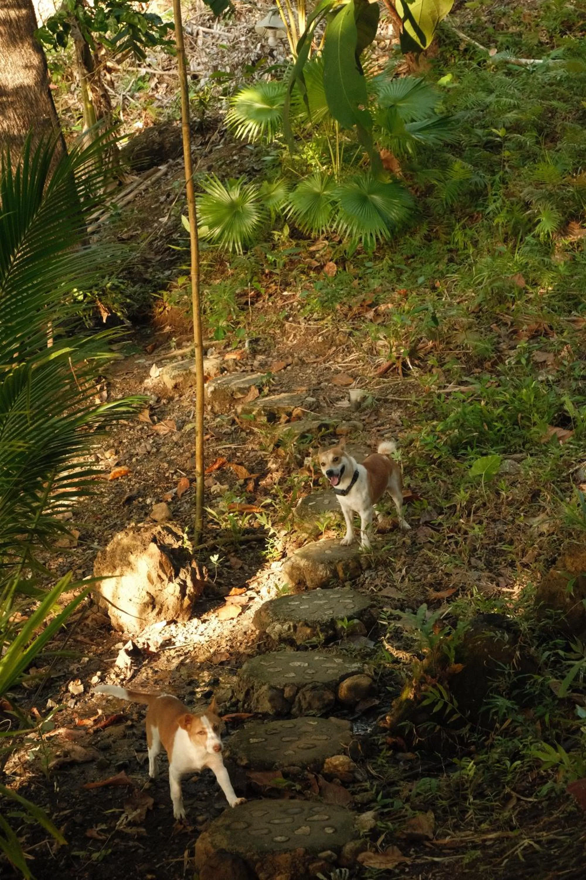 Cocovana Beach Resort