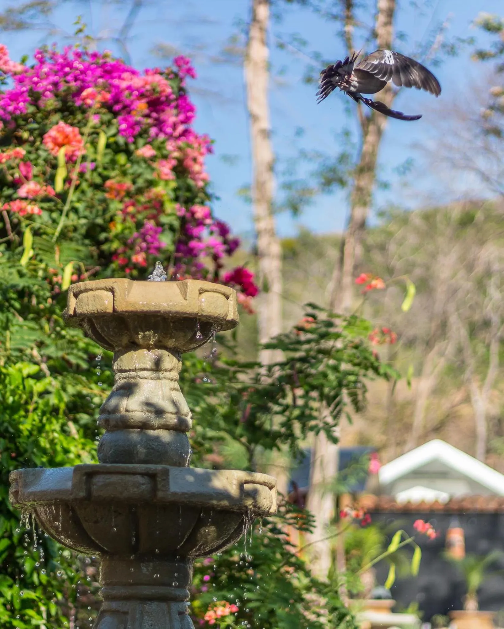 Garden in Casas del Toro Playa Flamingo