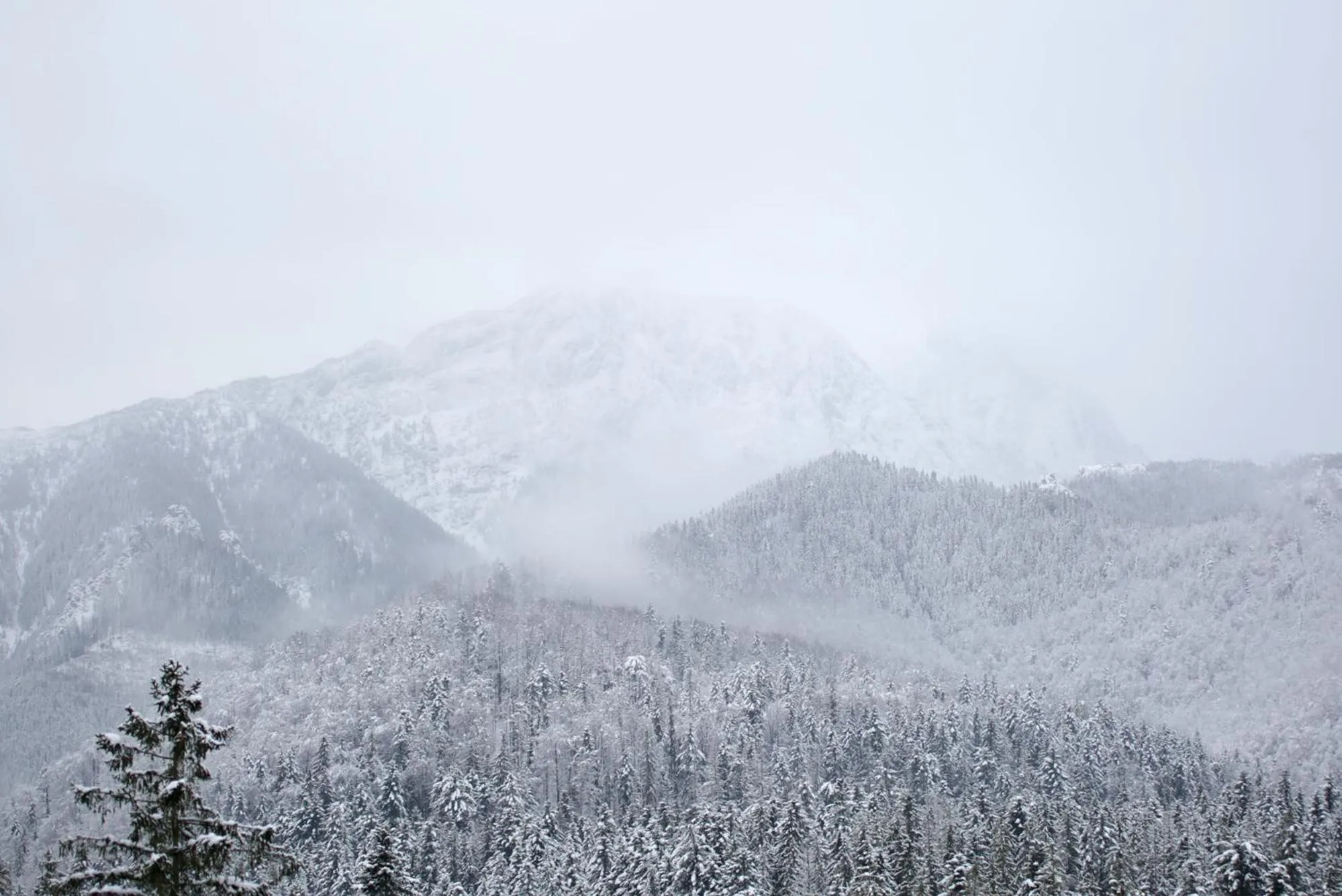 Winter in Green Deer Premium