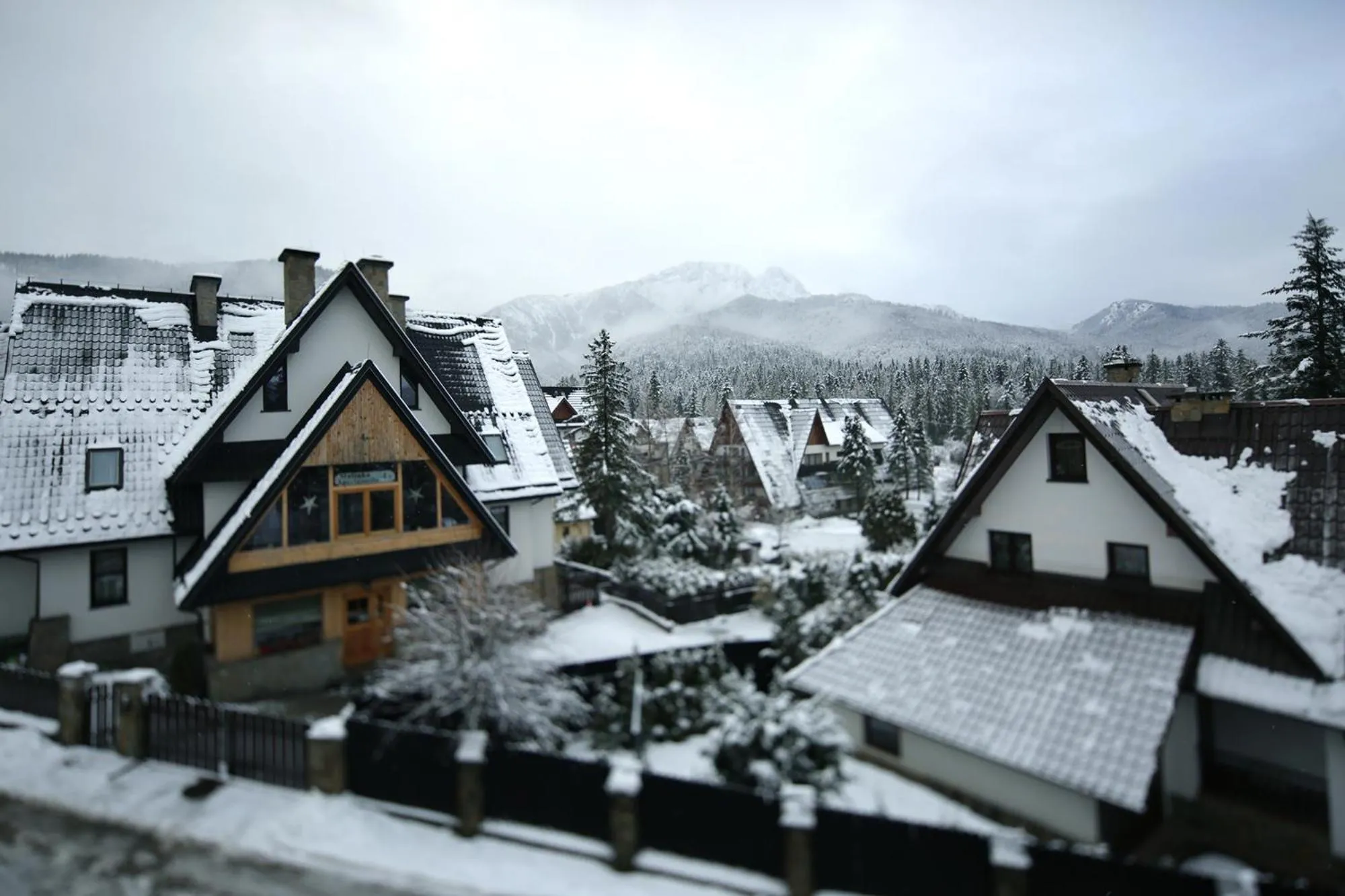 Winter in Green Deer Premium